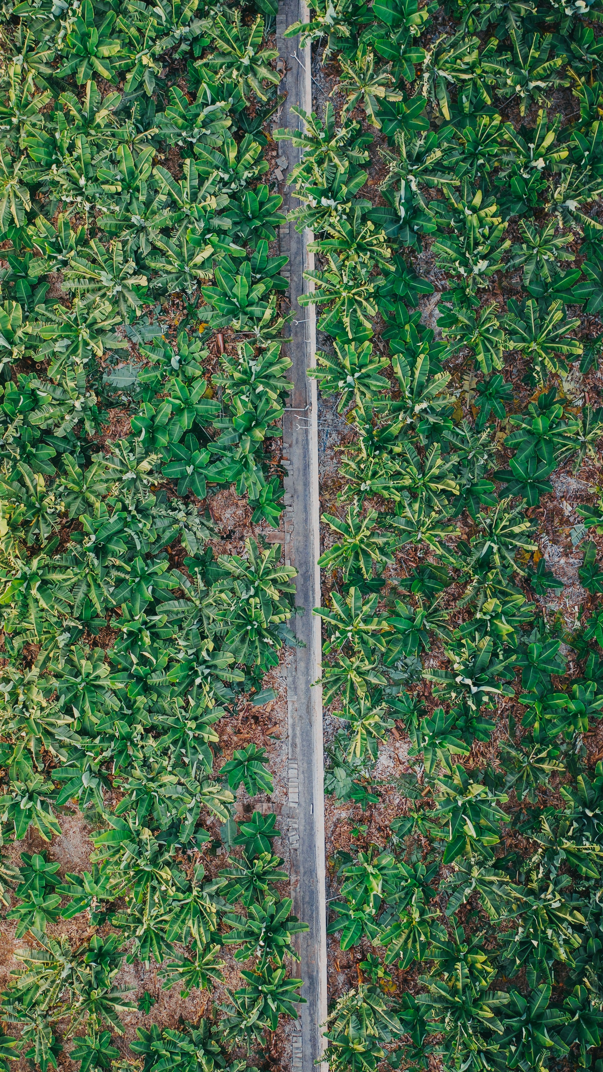 Wallpapers