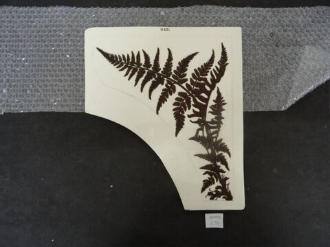 Pressed Fern Herbarium Specimen