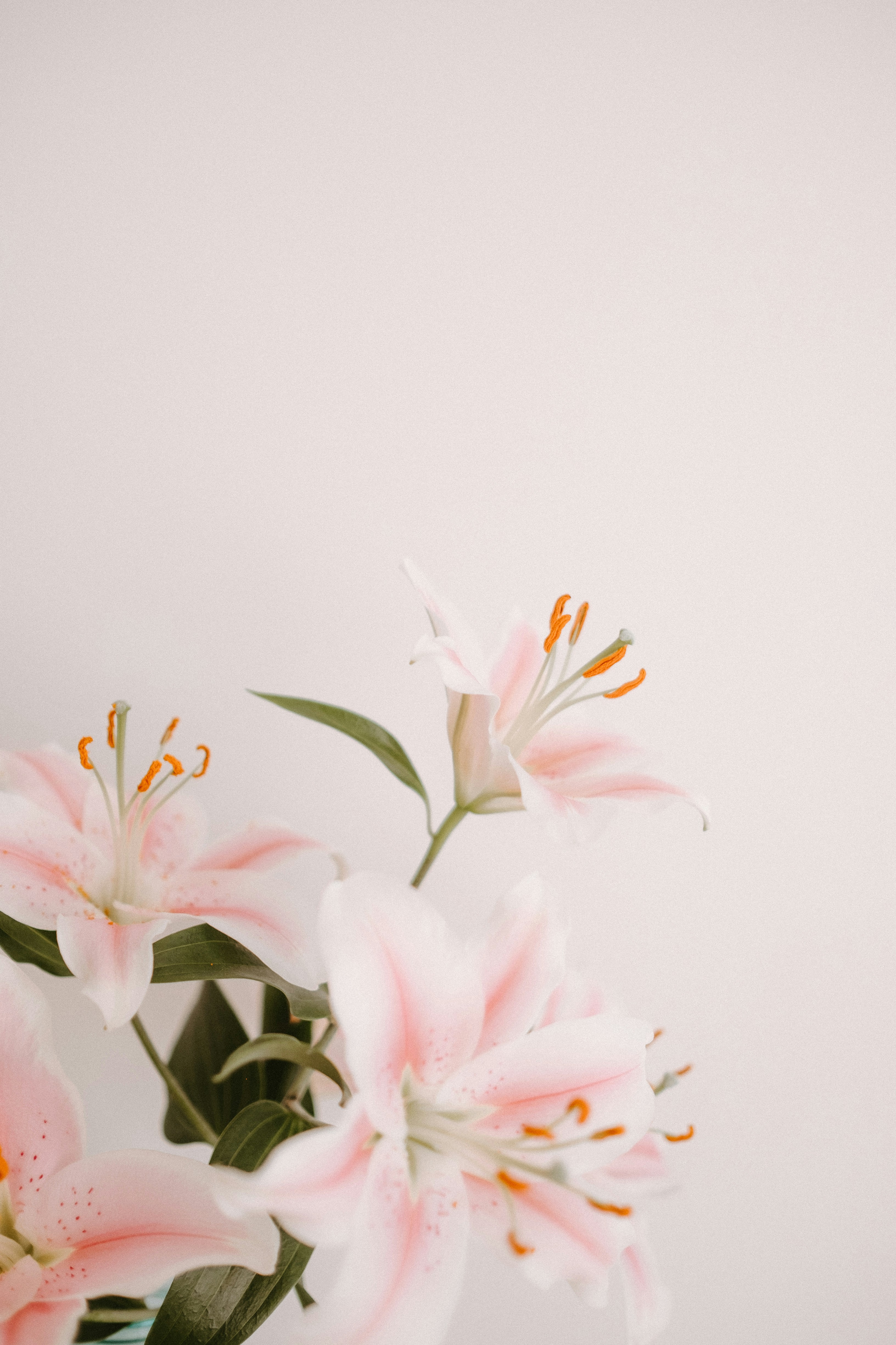 Soft Pink Lilies Still Life