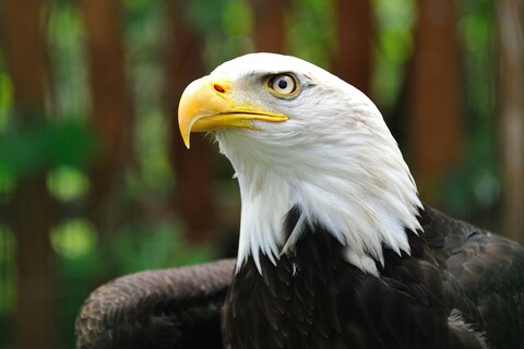Close-up Portrait of Bald Eagle