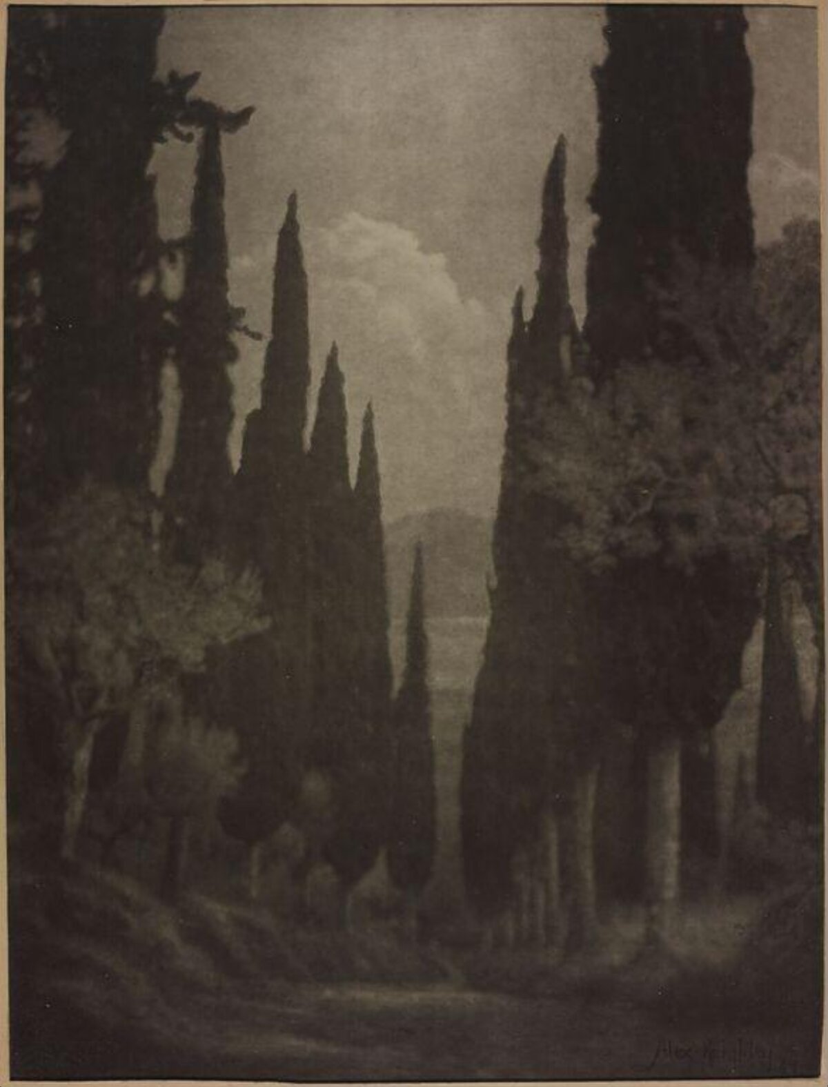Vintage Cypress Landscape