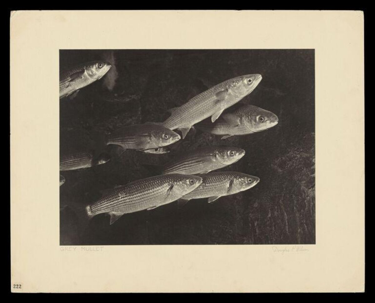 Vintage Photo of Grey Mullet