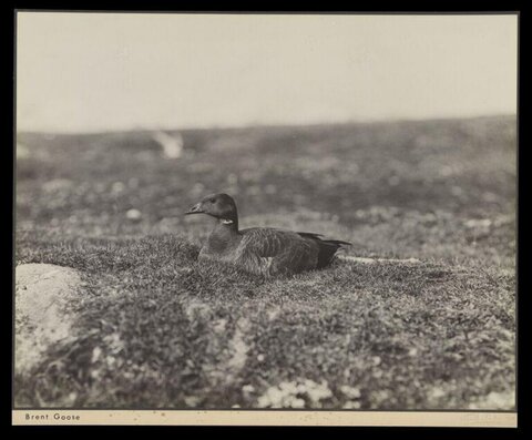 Brent Goose Resting on Grassland