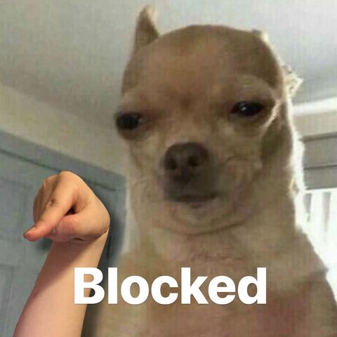 Blocked Chihuahua Meme