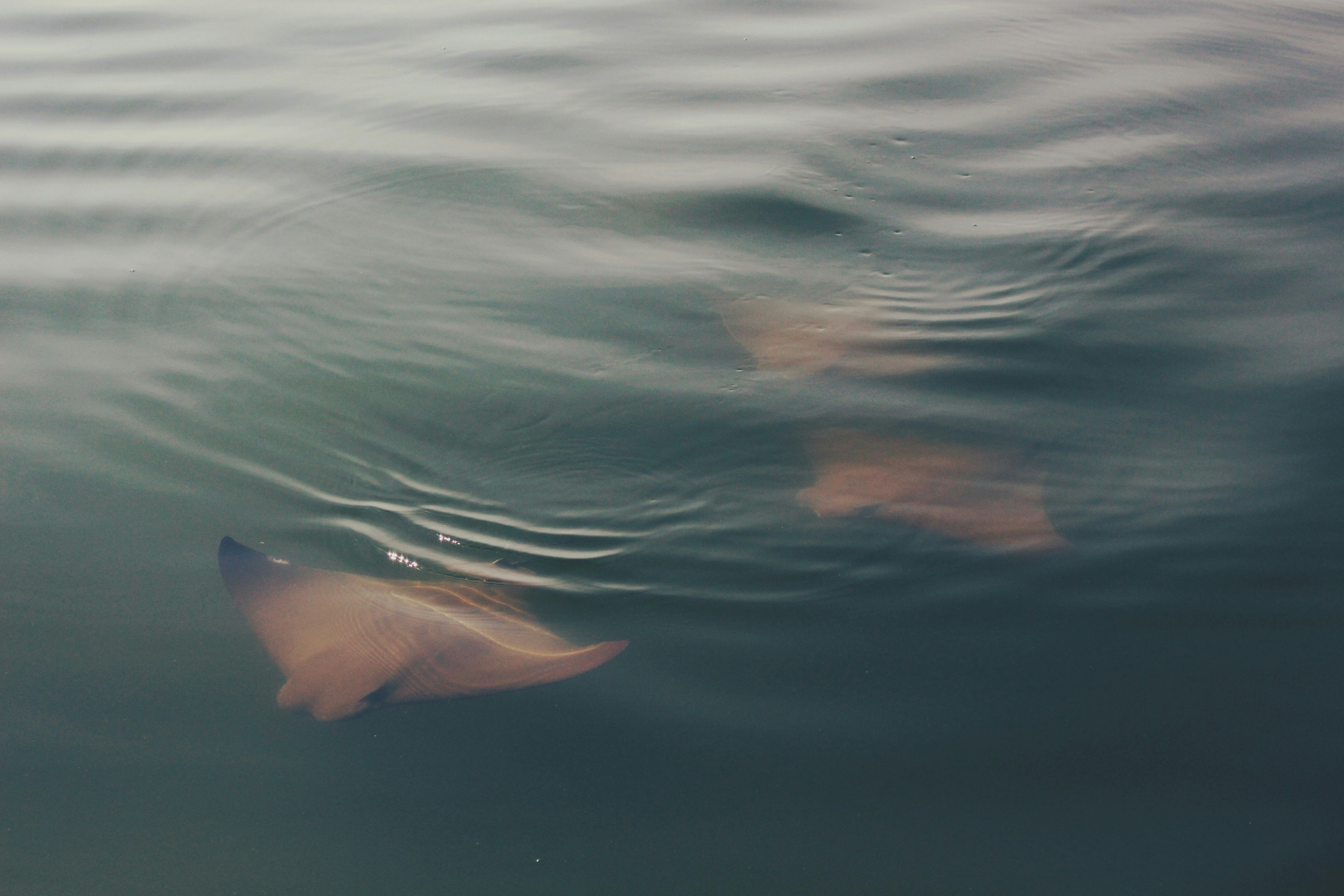 Two Stingrays Gliding Near Water Surface — Animal Encyclopedia