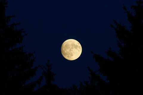 Full Moon Framed by Forest Trees