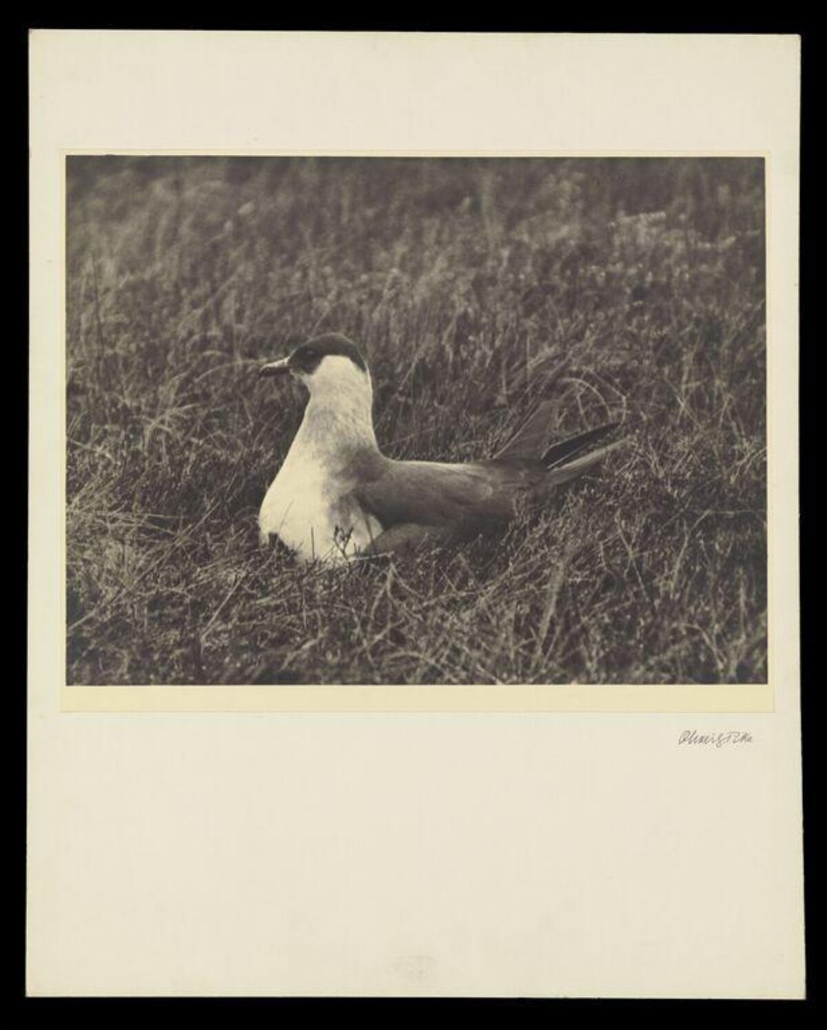Nesting Seabird in Tall Grass