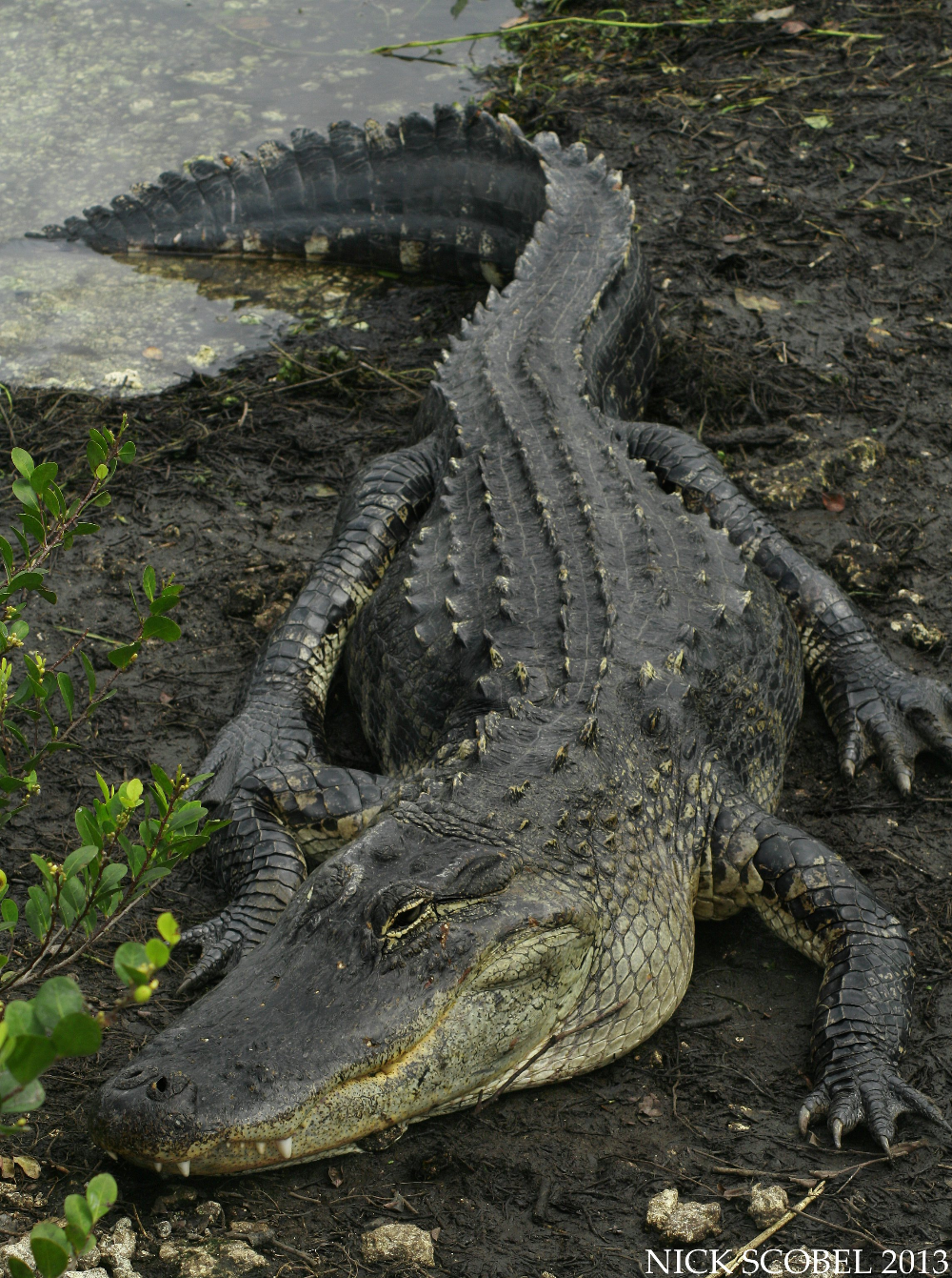 American Alligator on Muddy Bank
