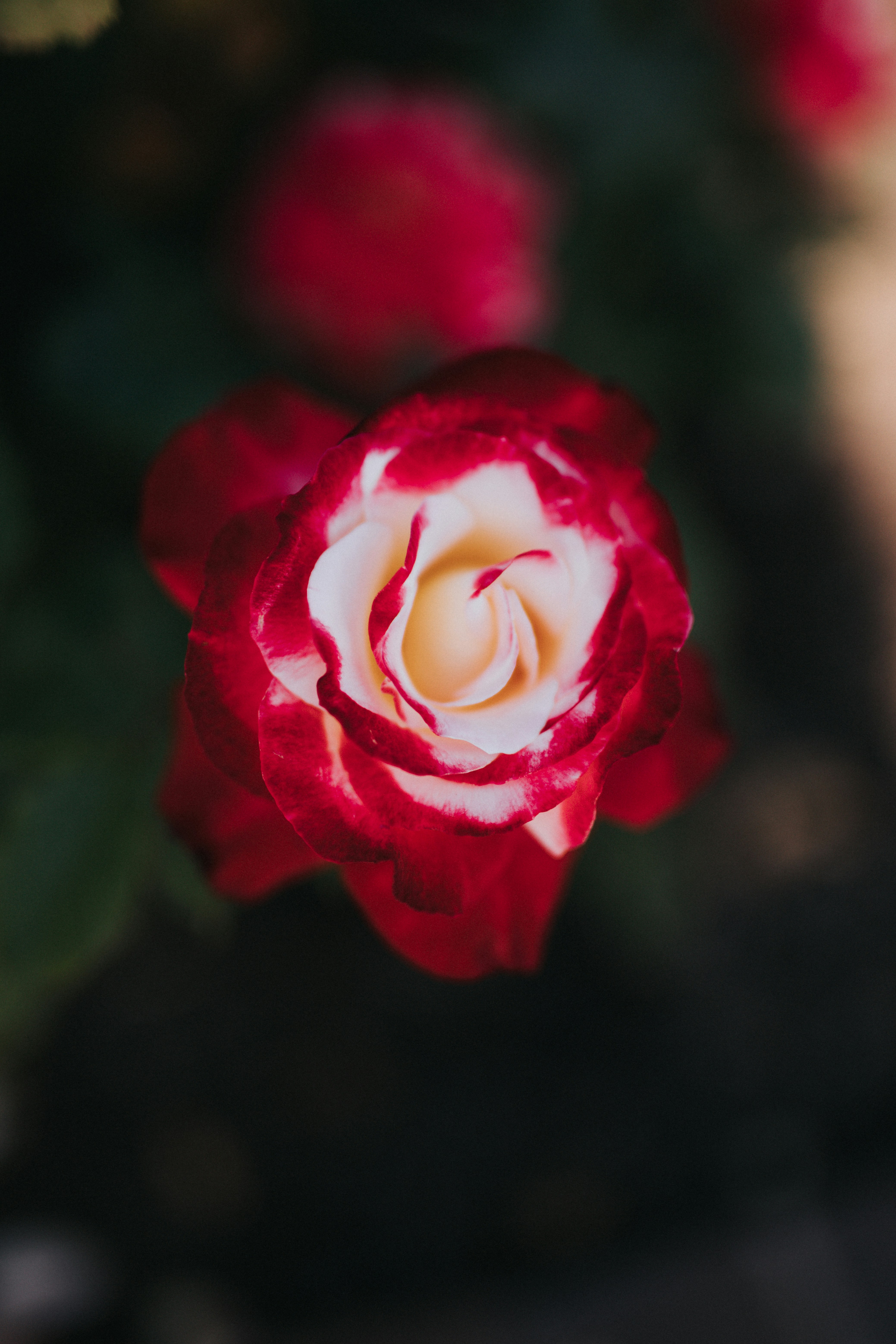 Red White Bicolor Rose