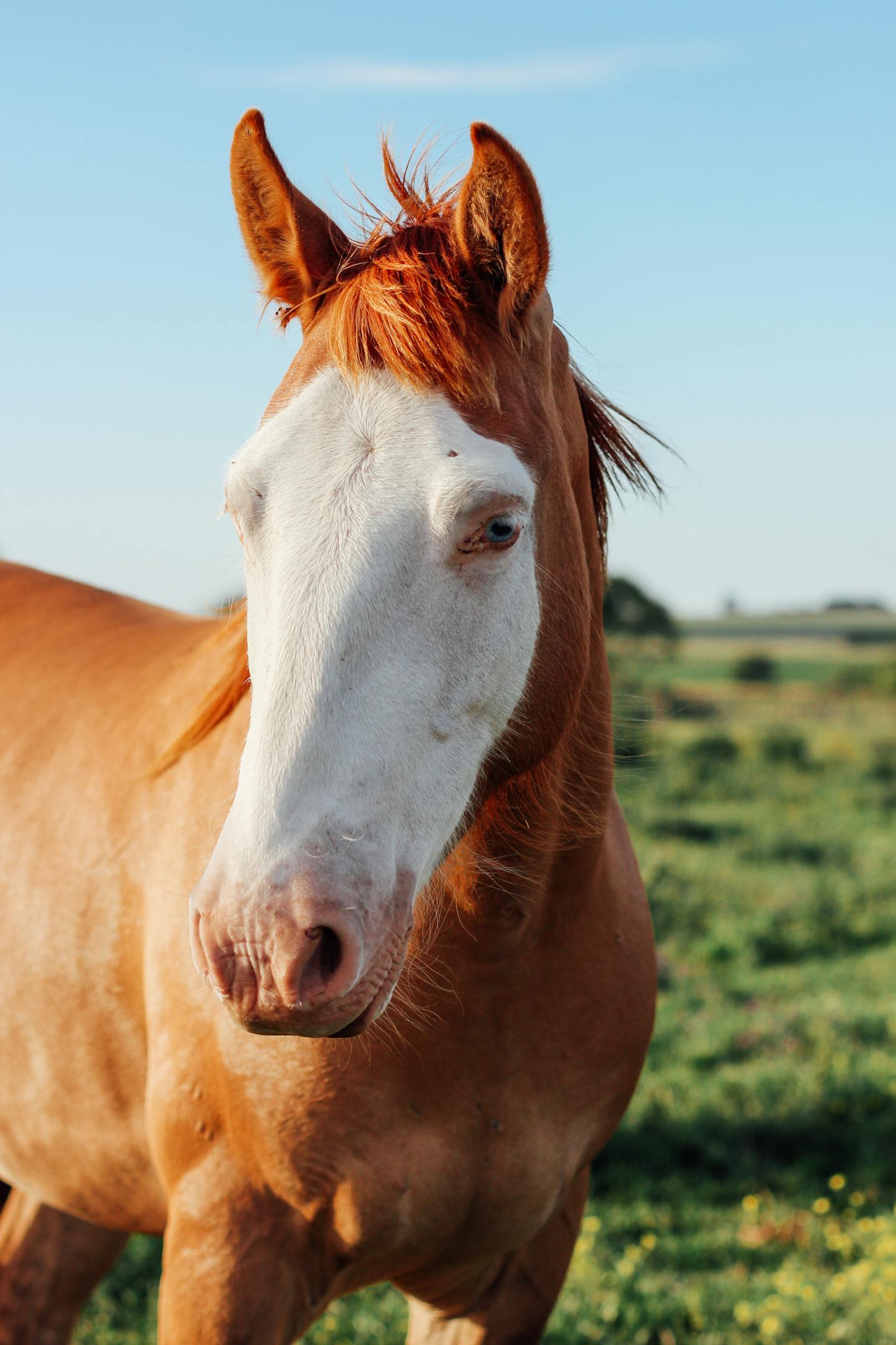 Chestnut Horse With White Face in Pasture