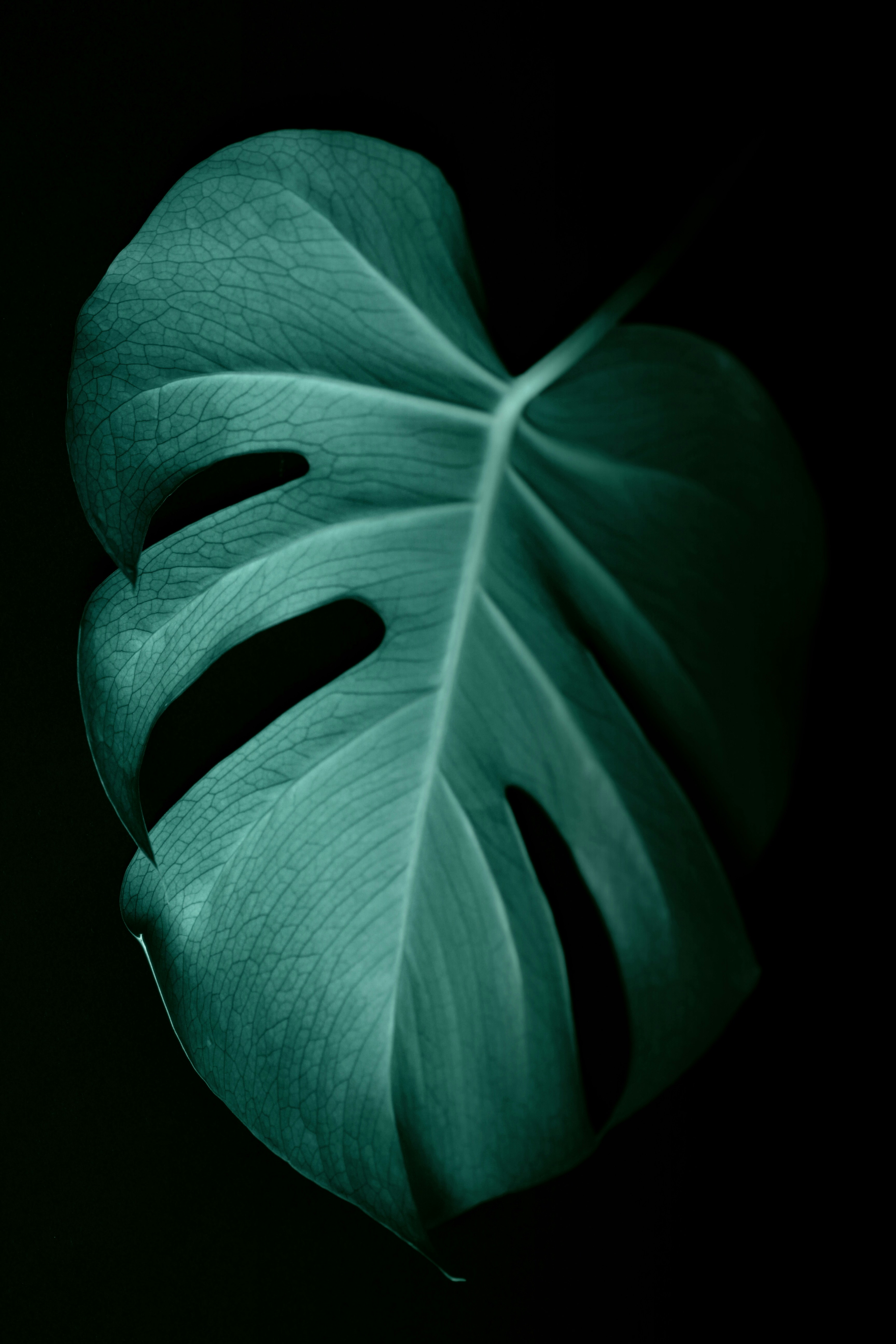 Monstera Leaf Against Black Background