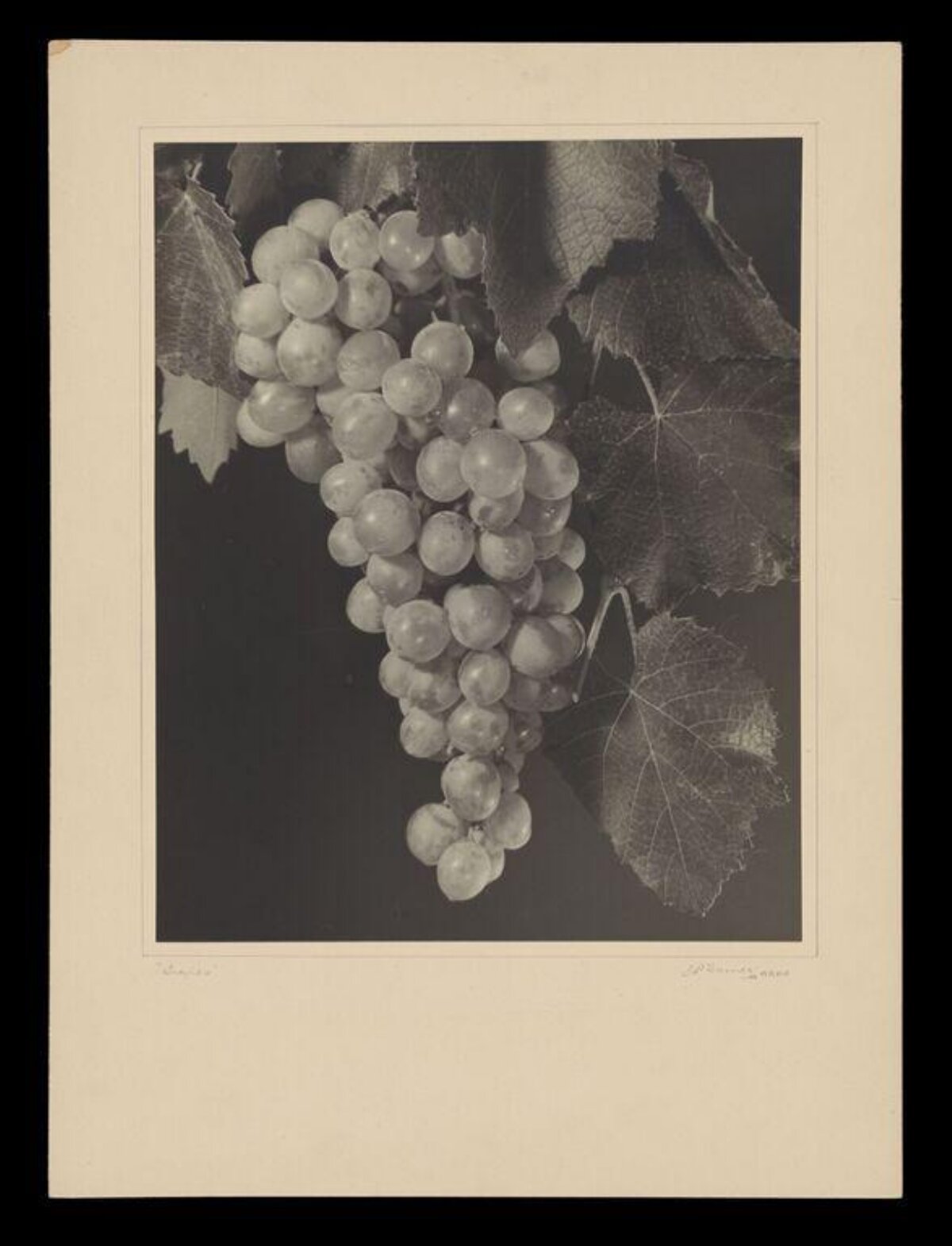 Vintage Black and White Grape Bunch — Fruit Encyclopedia
