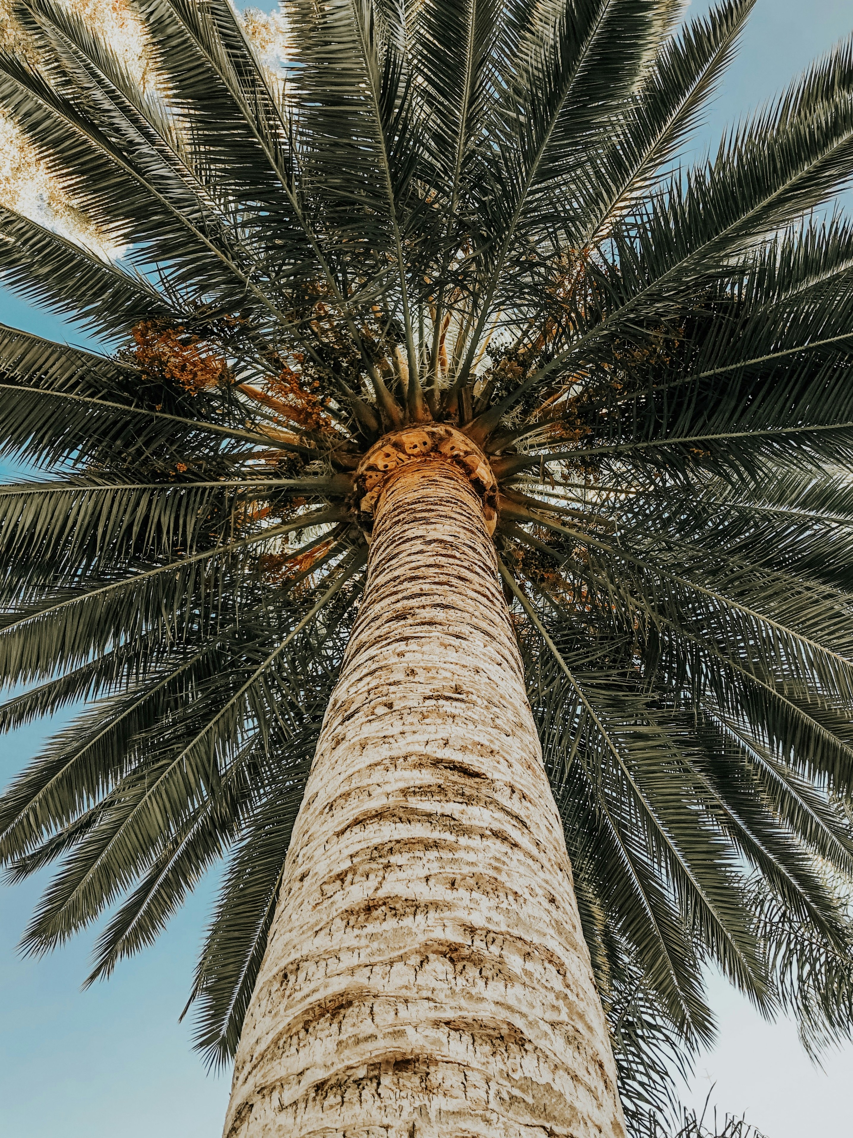 Low Angle View of Palm Tree