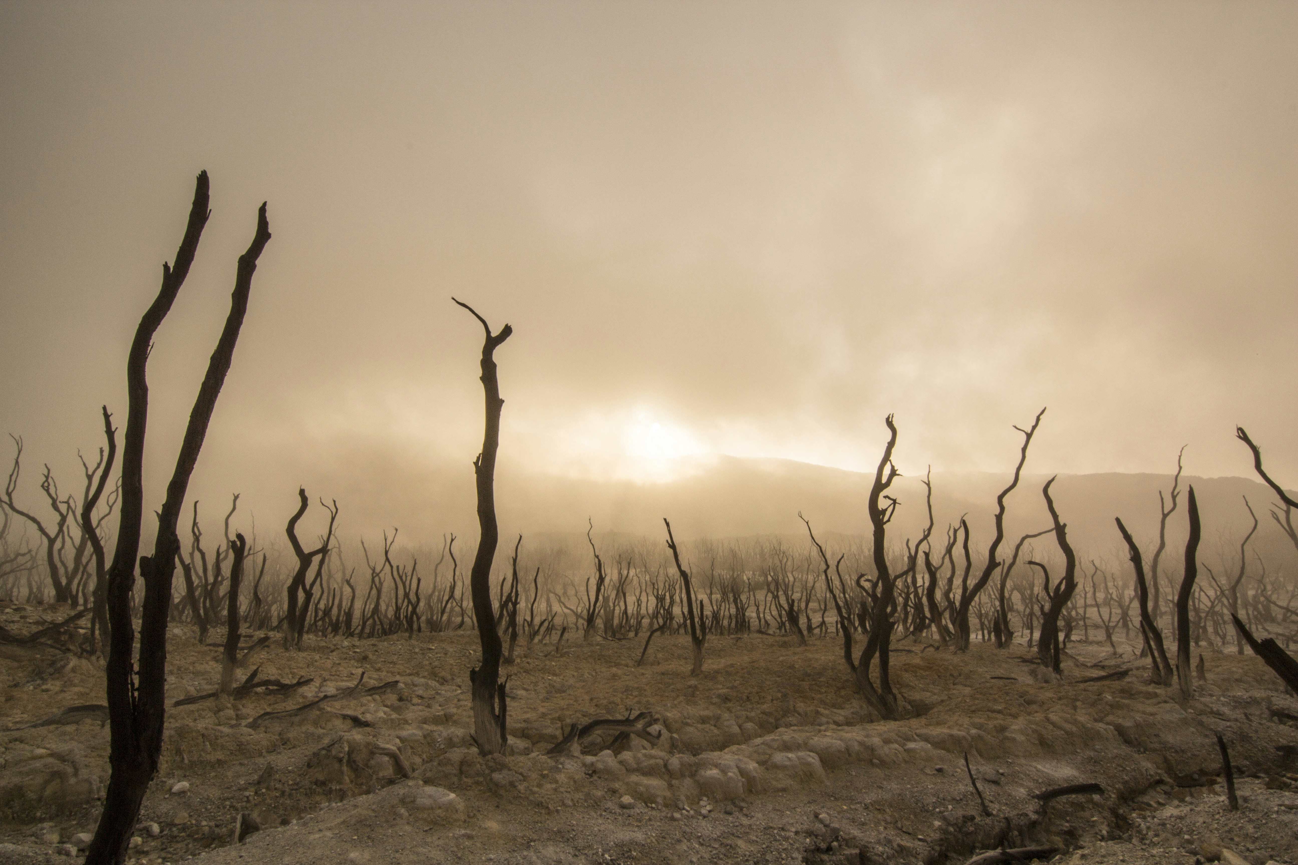 Burnt Dead Trees After Wildfire