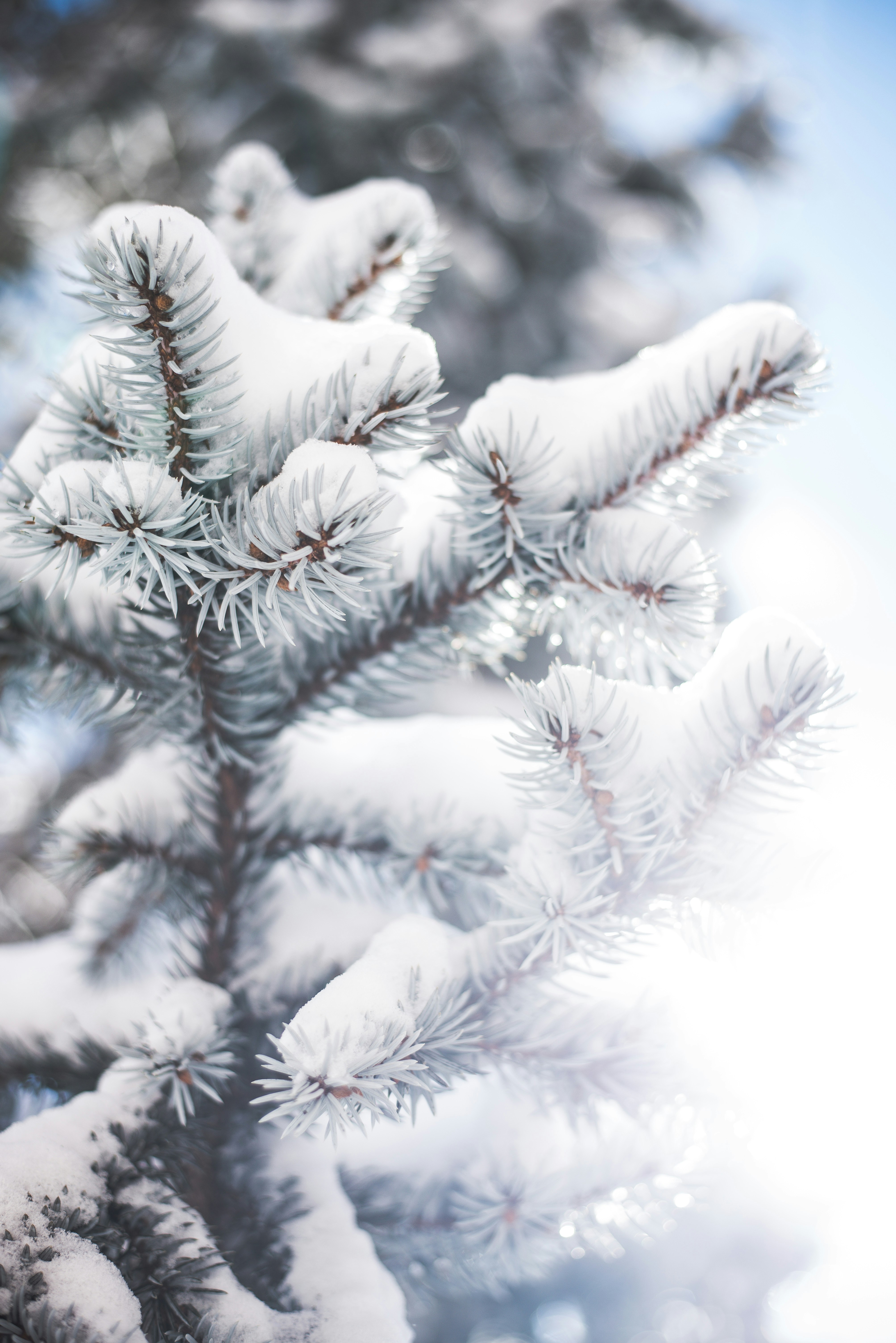 Snow-covered Spruce Branches