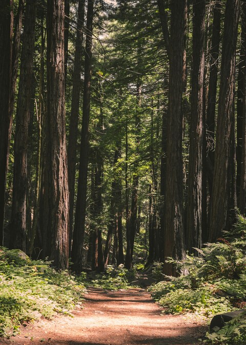 Redwood Forest Hiking Path