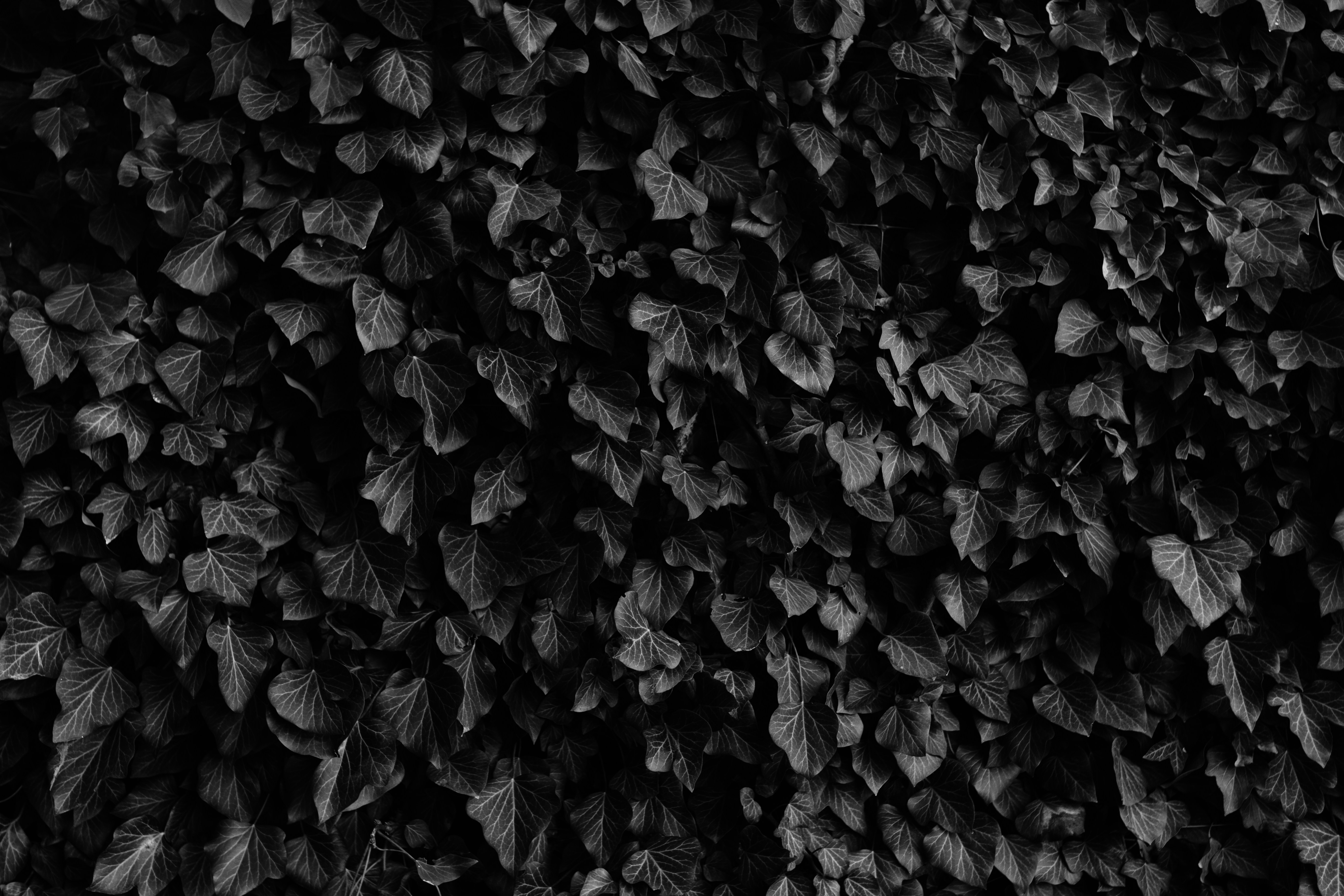 Black and White Ivy Leaves