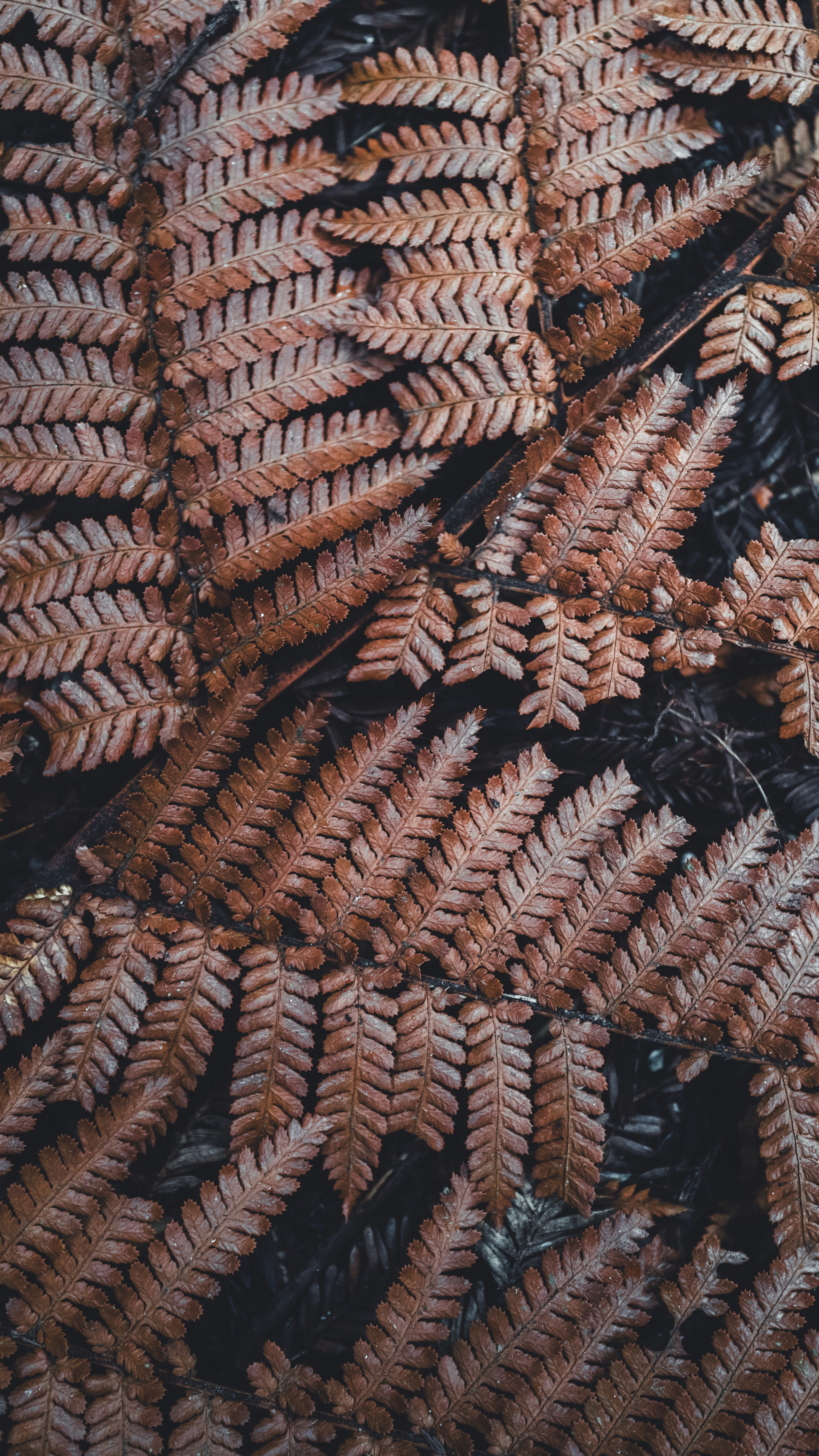 Wallpapers
