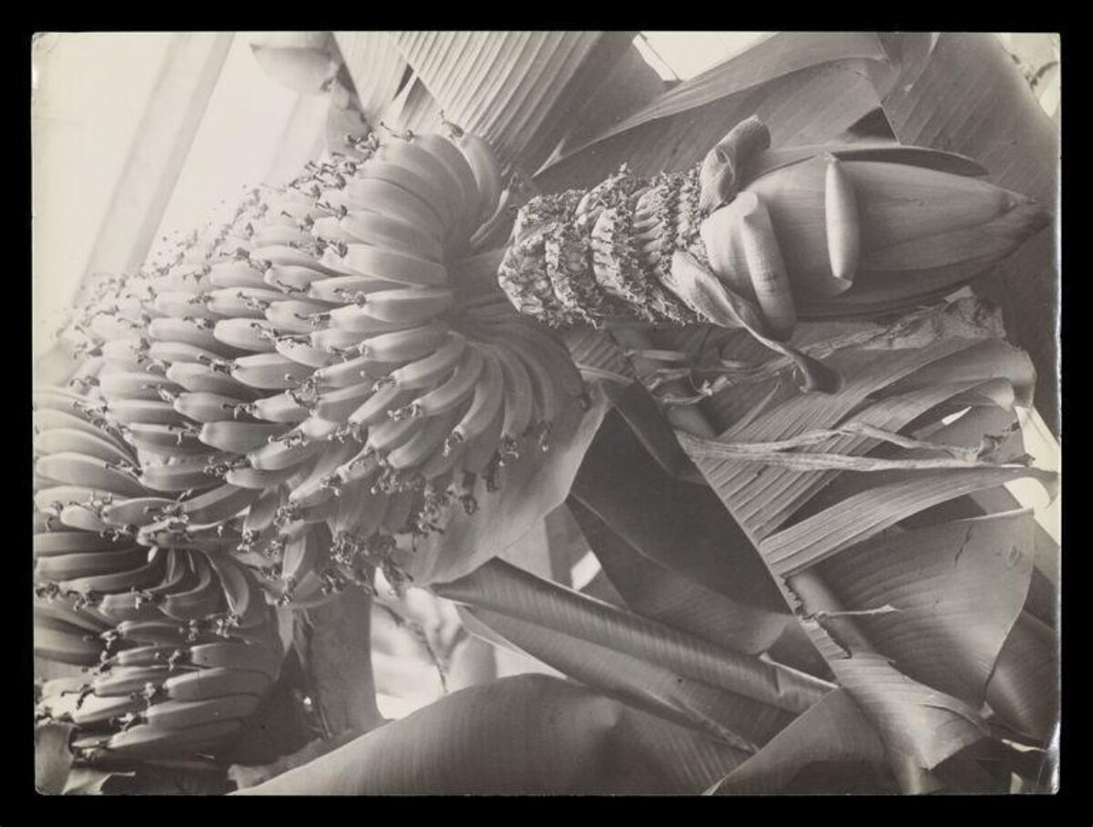 Bunch of Bananas on Banana Tree — Fruit Encyclopedia
