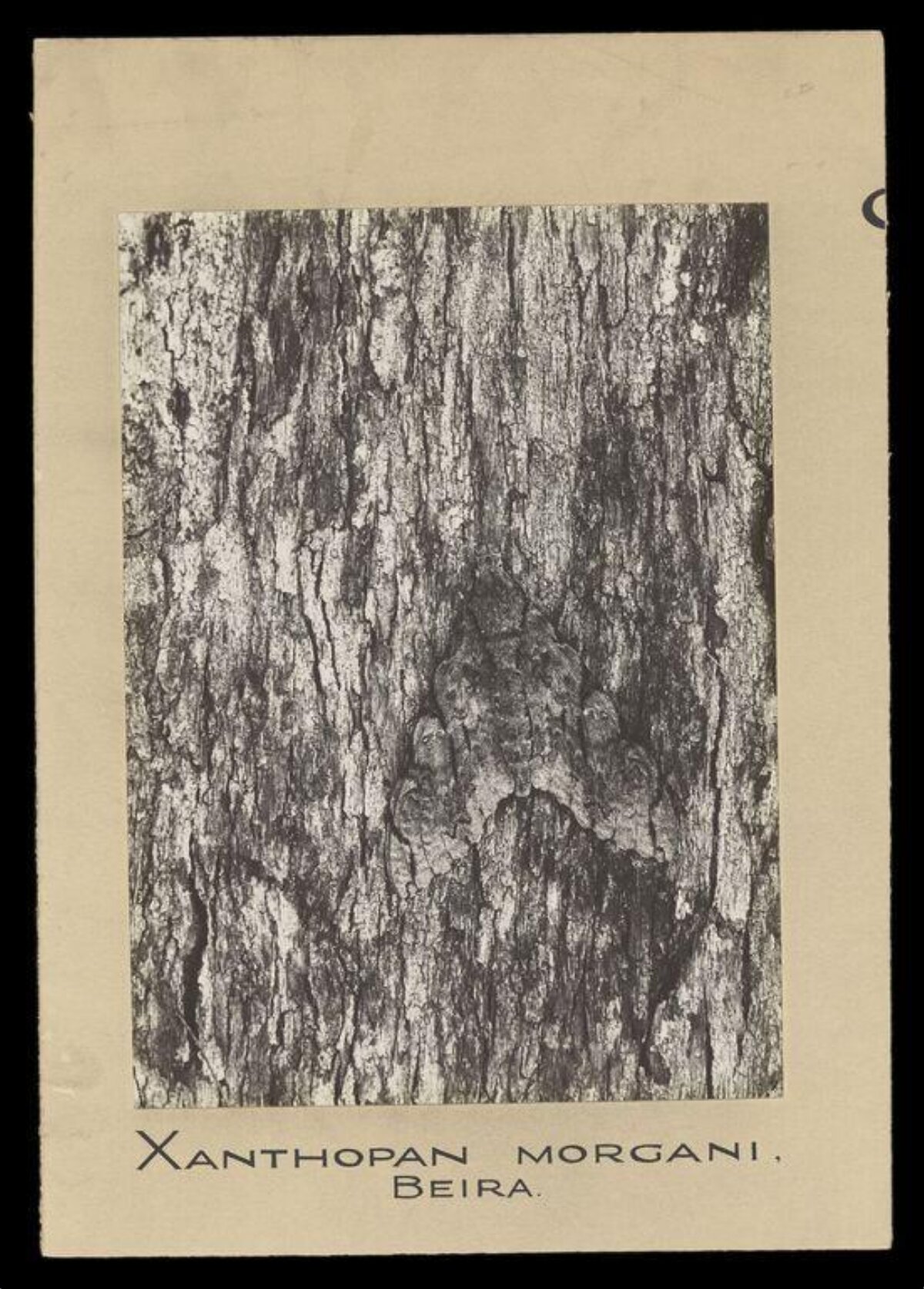 Xanthopan Morgani on Tree Bark