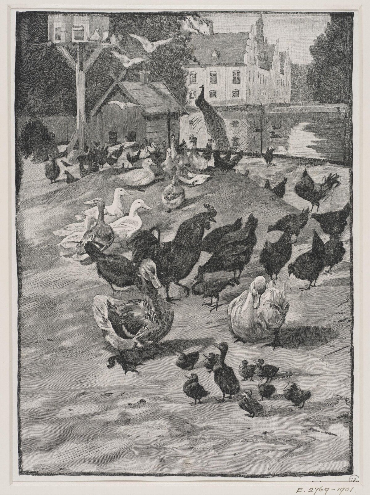 Farmyard Poultry Scene
