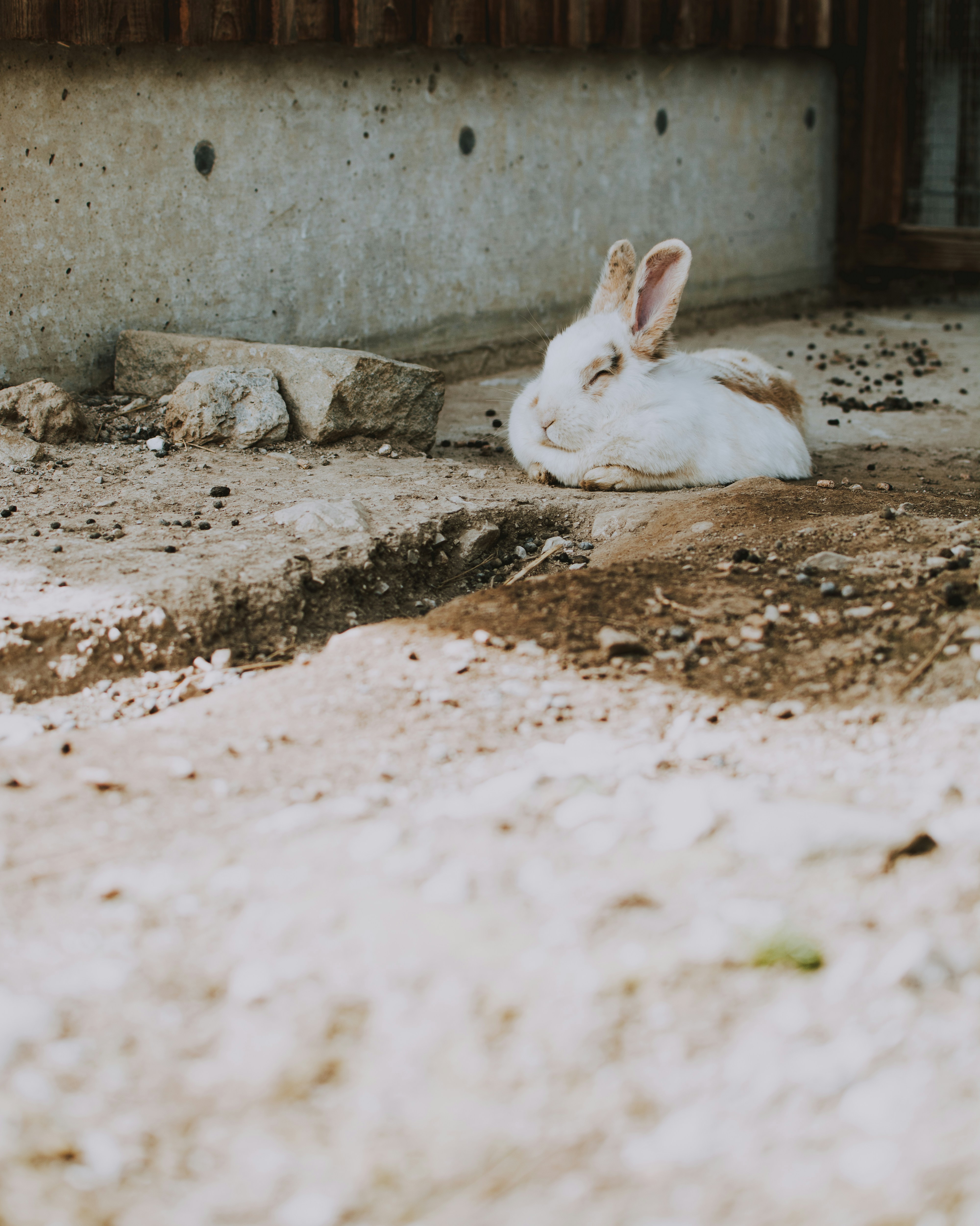 Sleeping White and Brown Rabbit