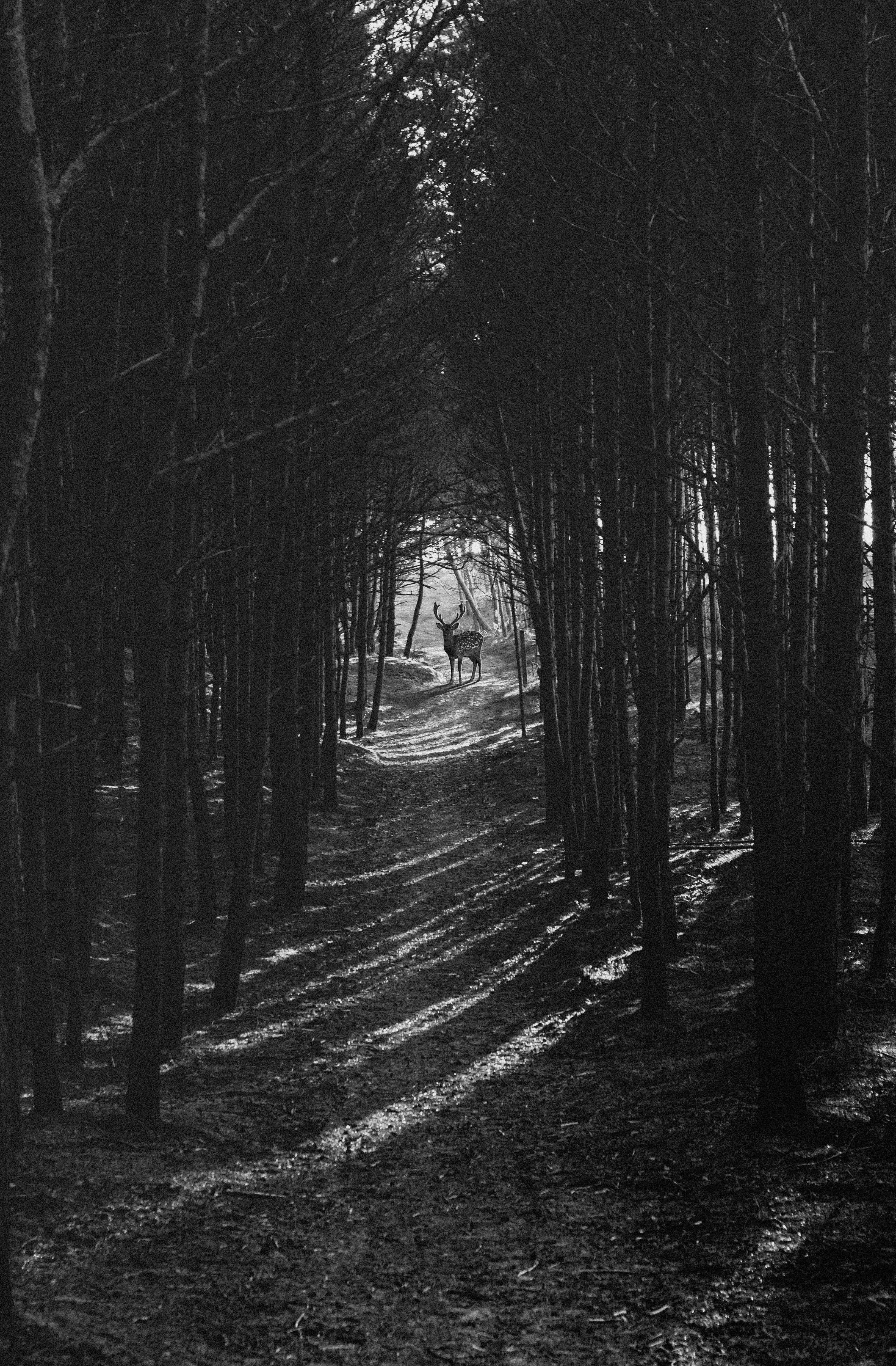 Deer Standing on Forest Path