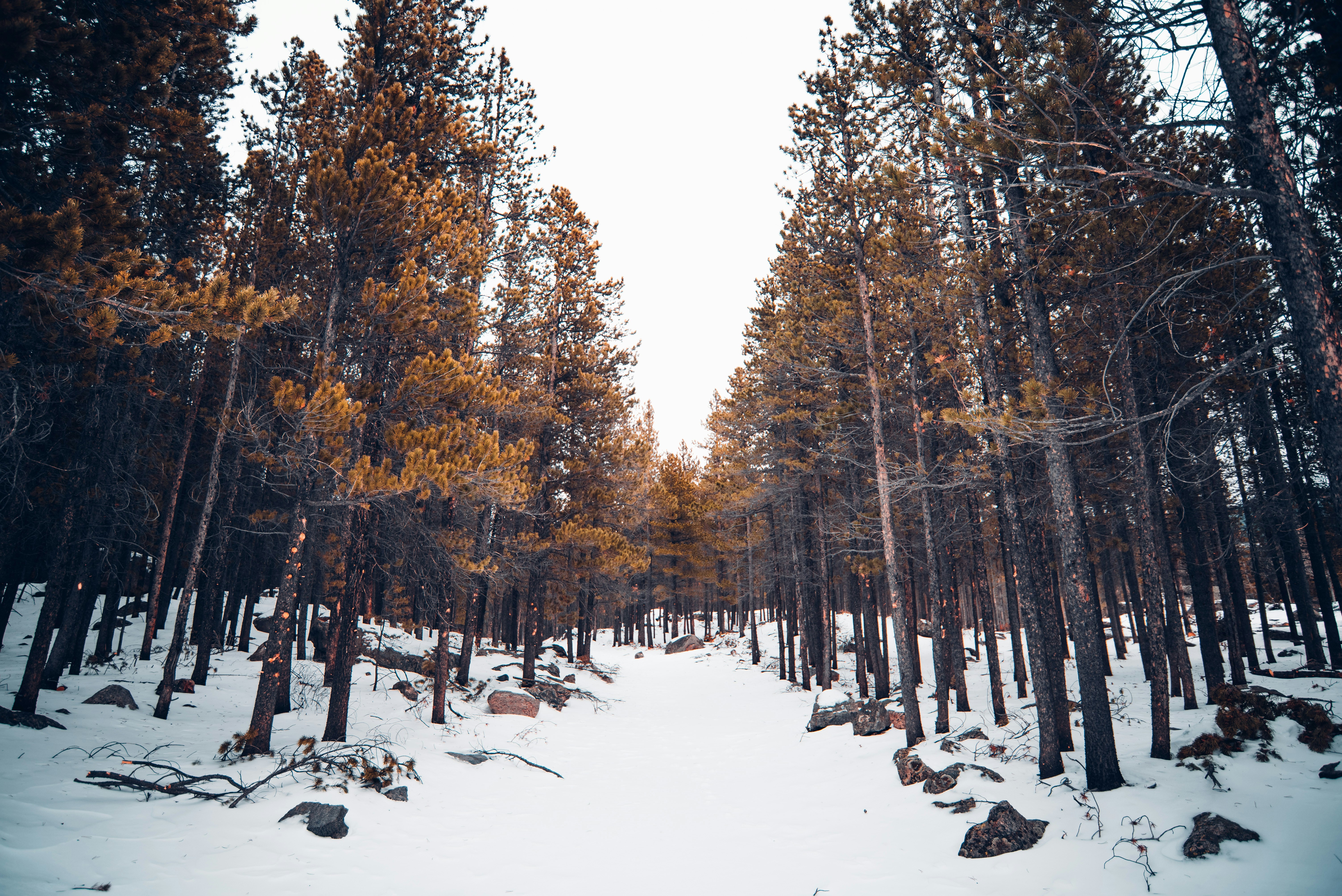 Snow-covered Pine Forest Path