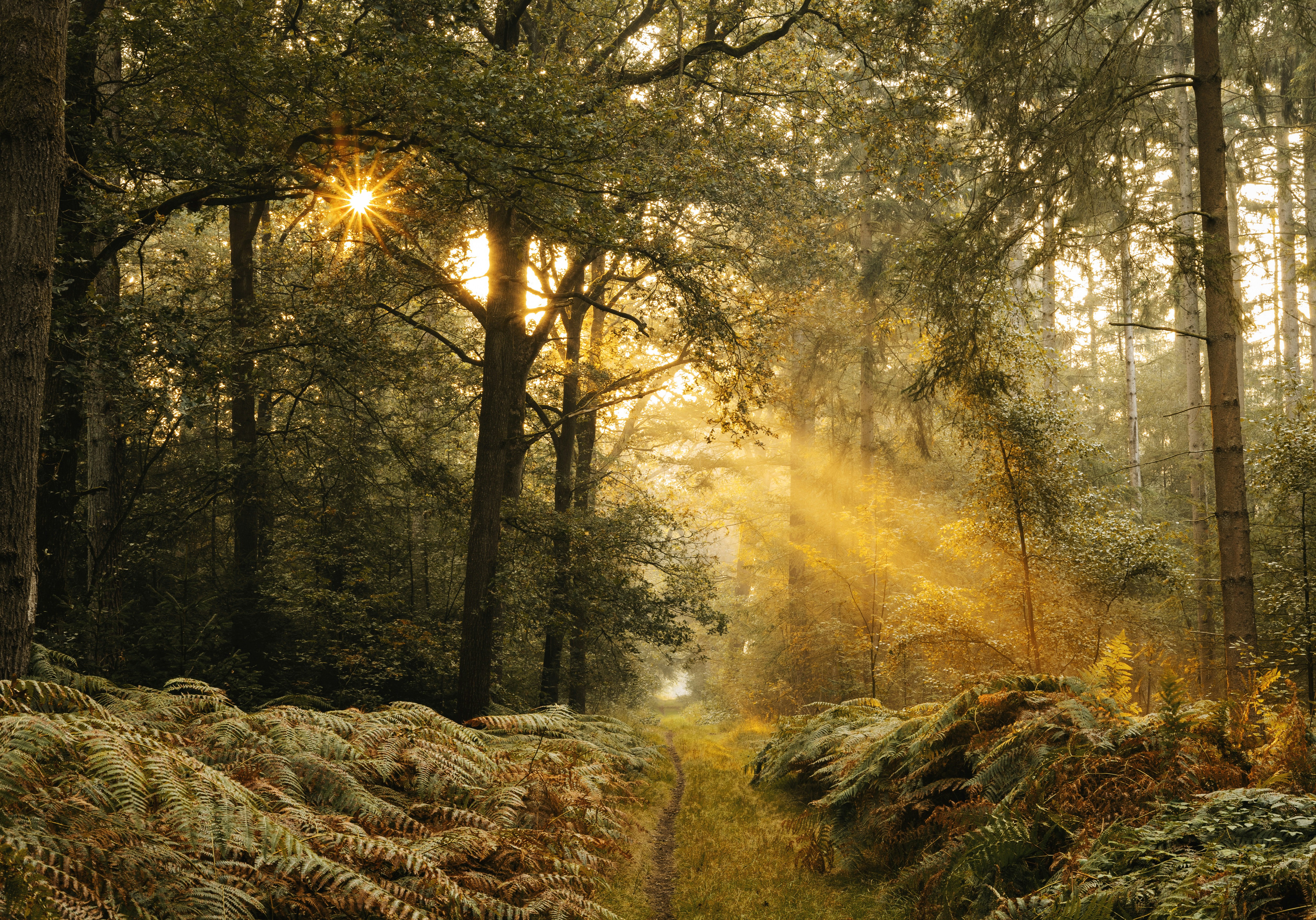 Morning Sunlight on Forest Path