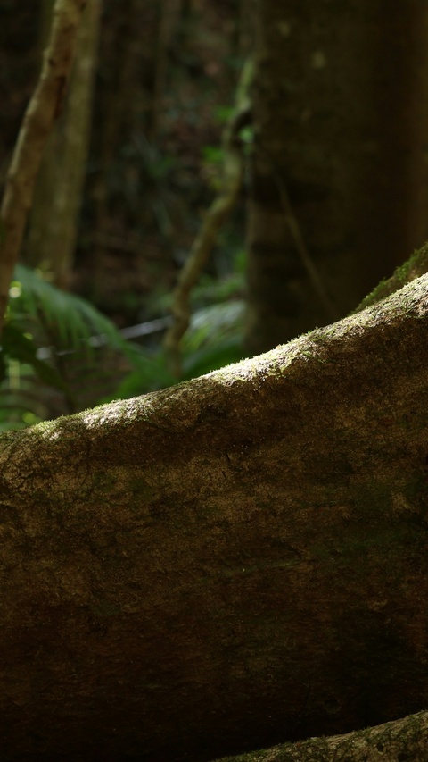 Mossy Fallen Tree Trunk in Forest
