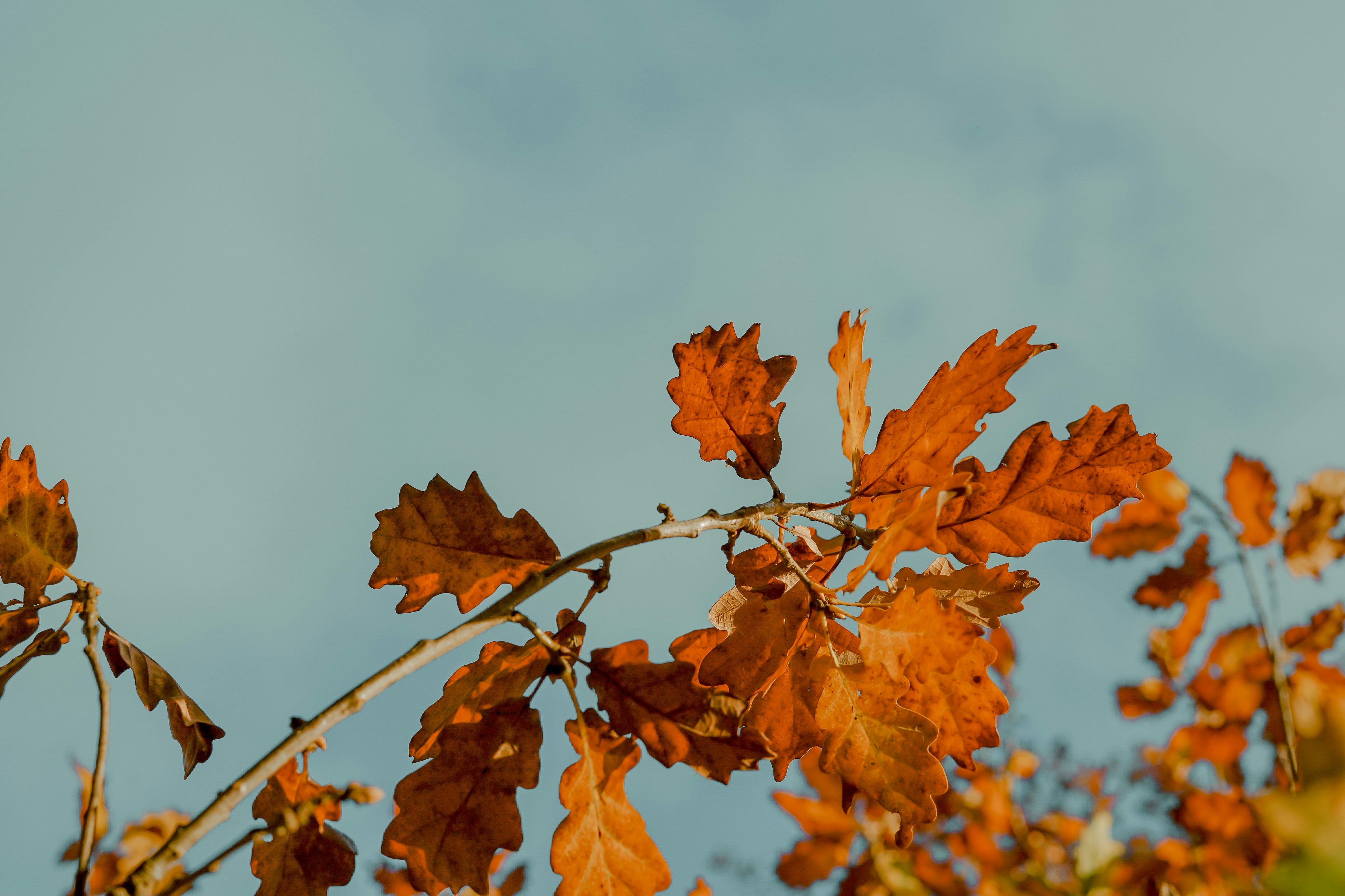 Autumn Oak Leaves Under Blue Sky — Plant Encyclopedia