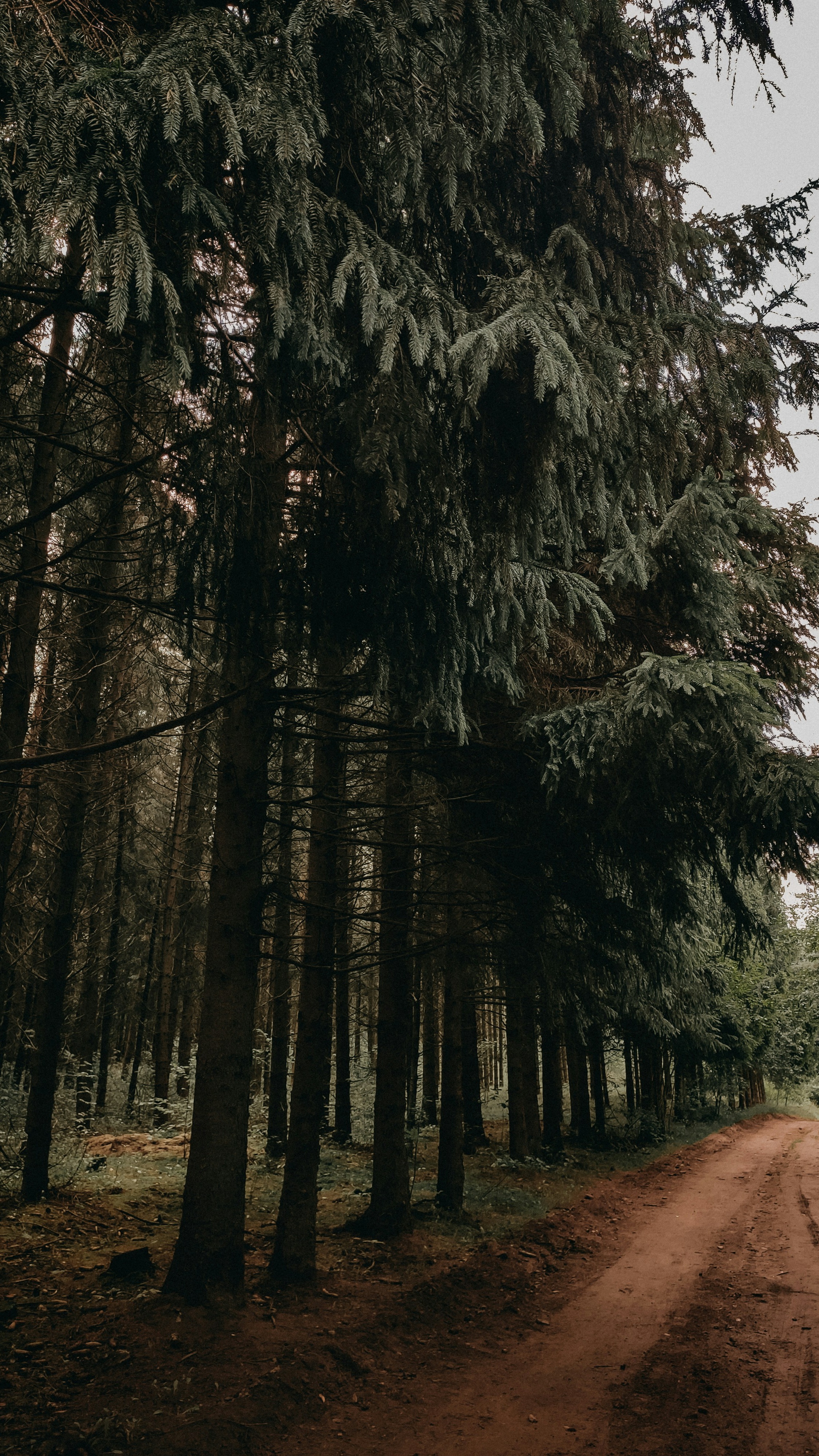 Wallpapers