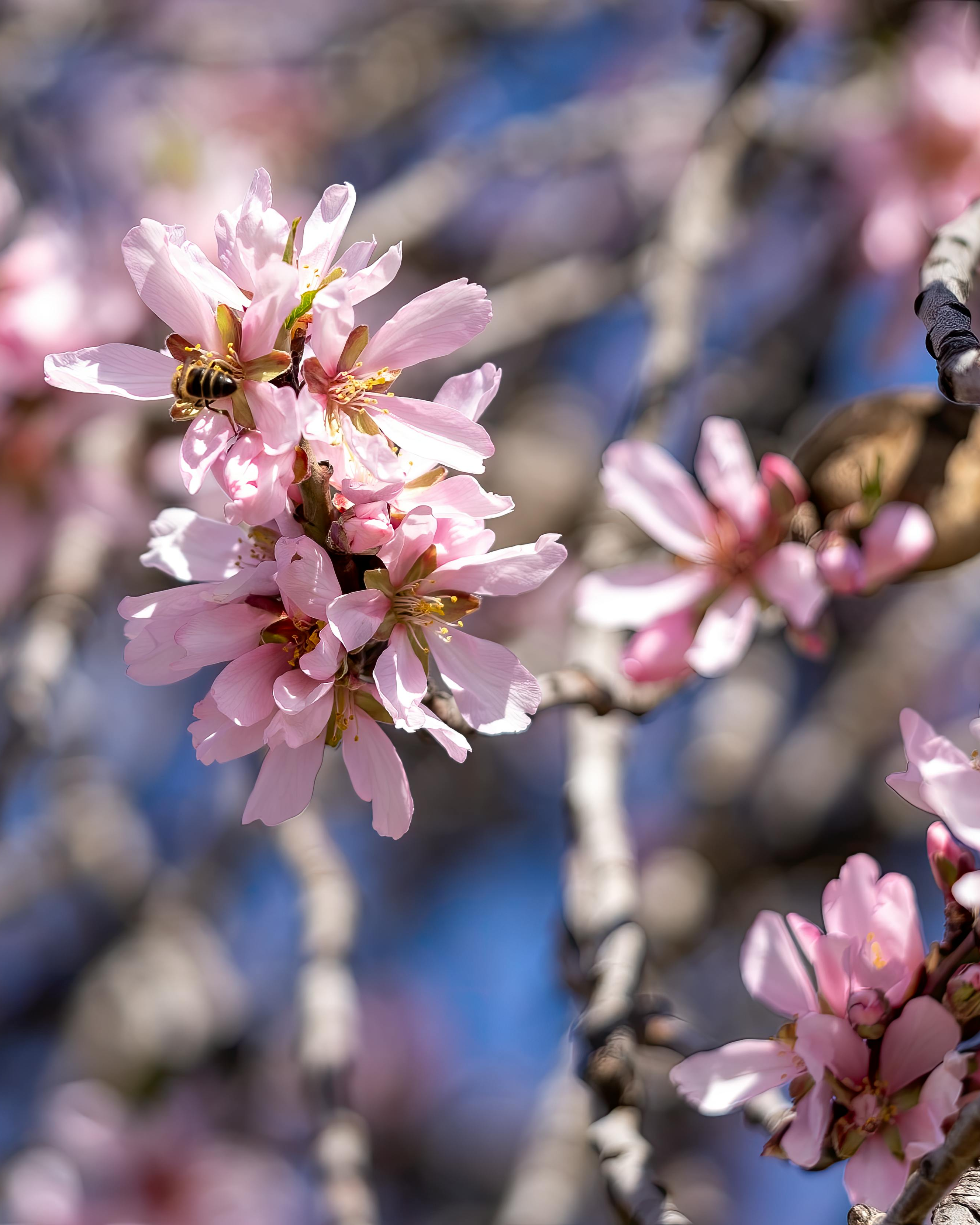Pink Spring Blossoms with Honey Bee
