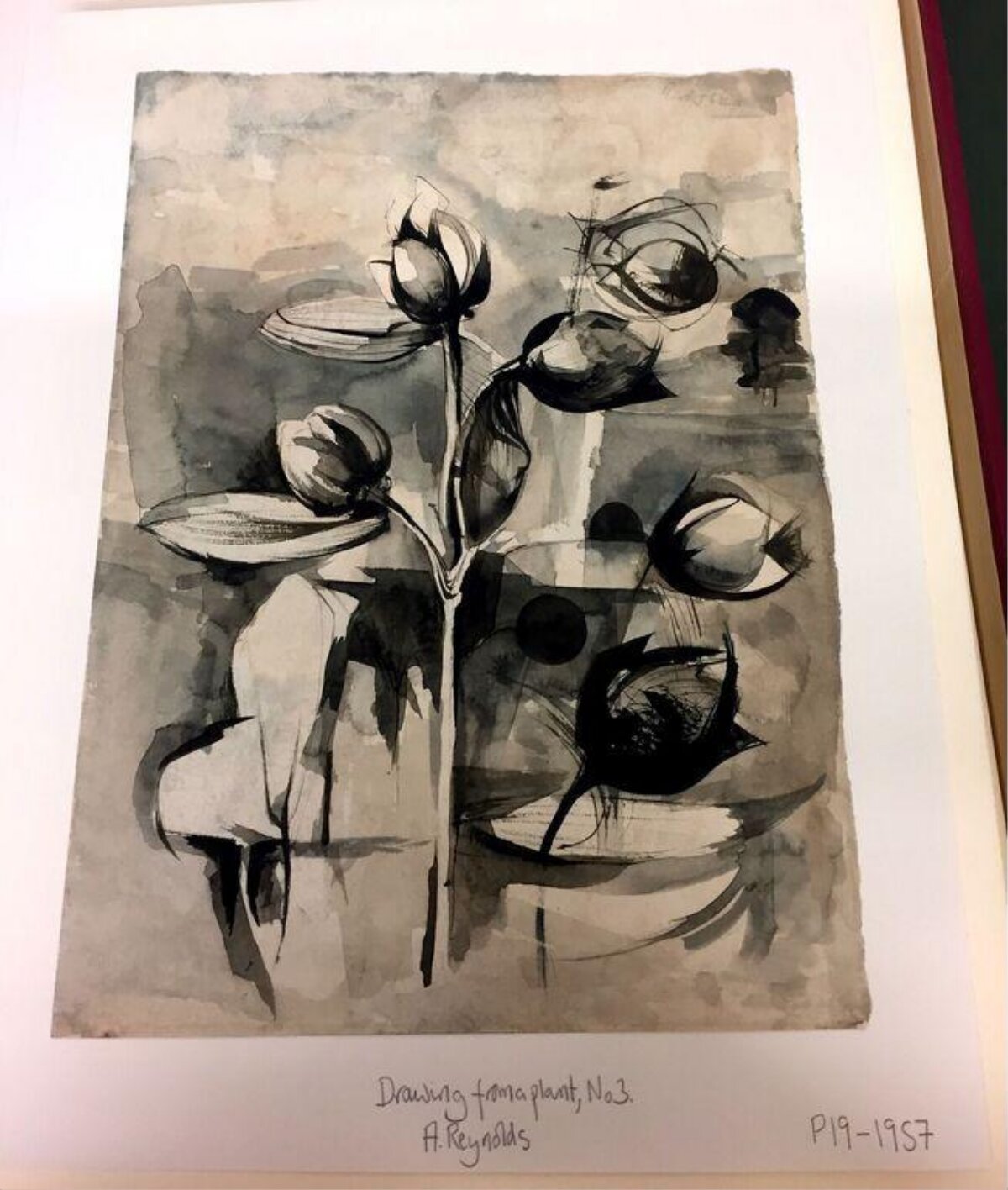 Drawing from a Plant No.3