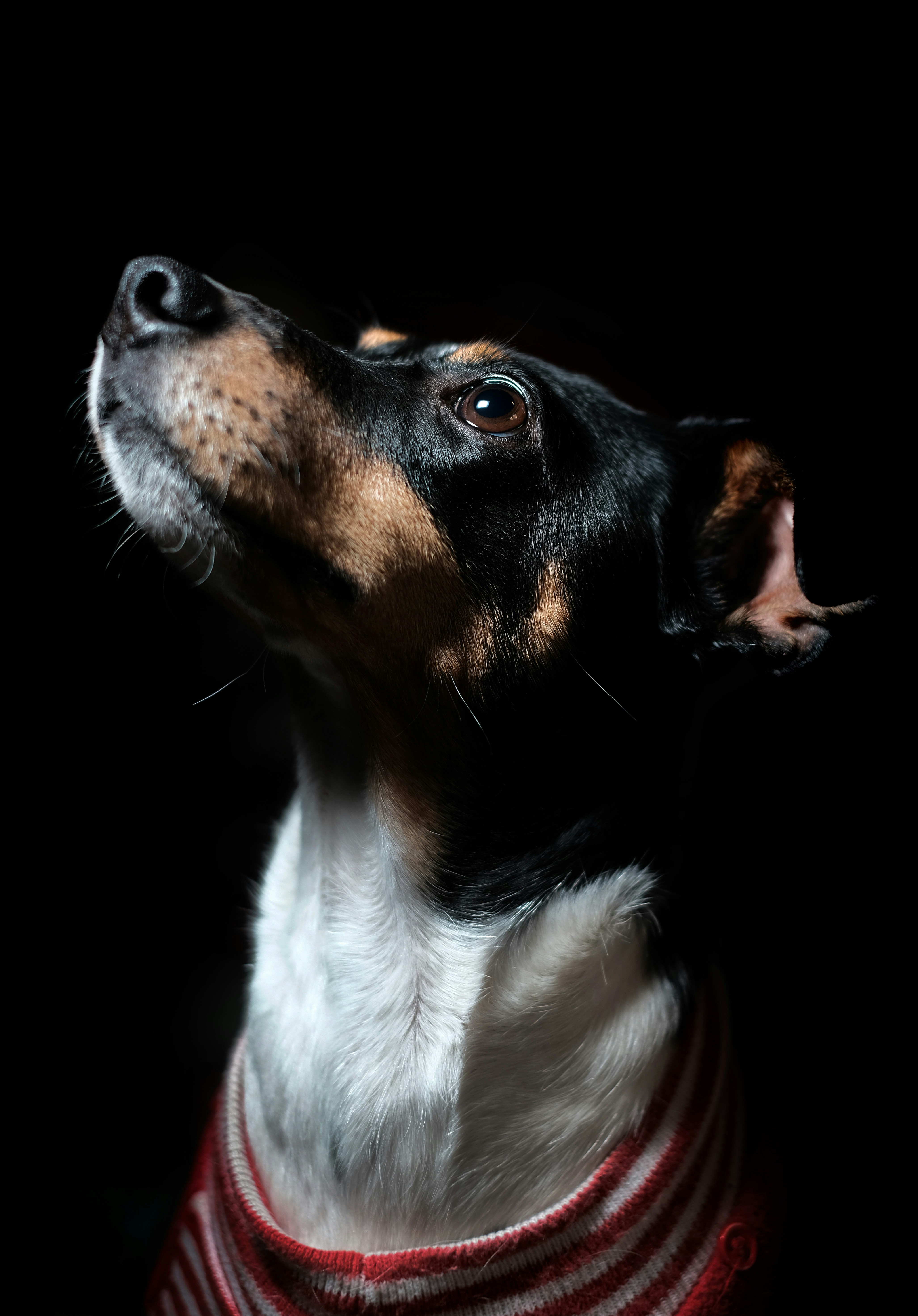Close-up Portrait of a Dog in Sweater