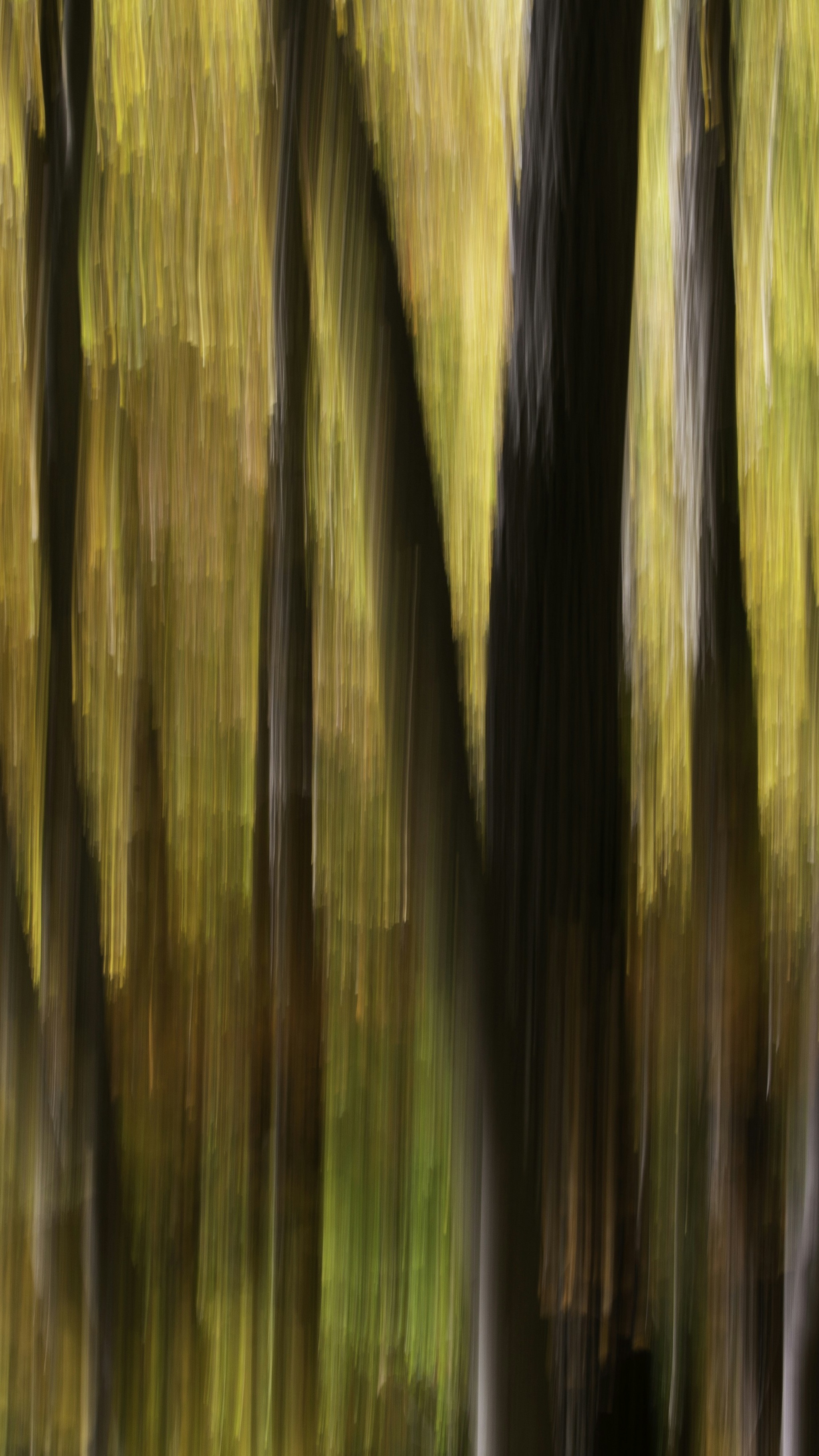 Abstract Blurred Forest Tree Trunks