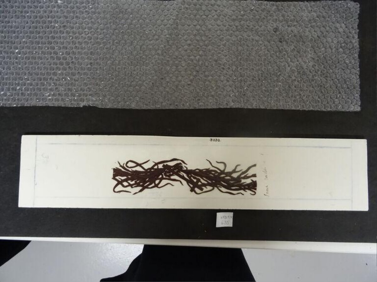 Pressed Seaweed Herbarium Specimen