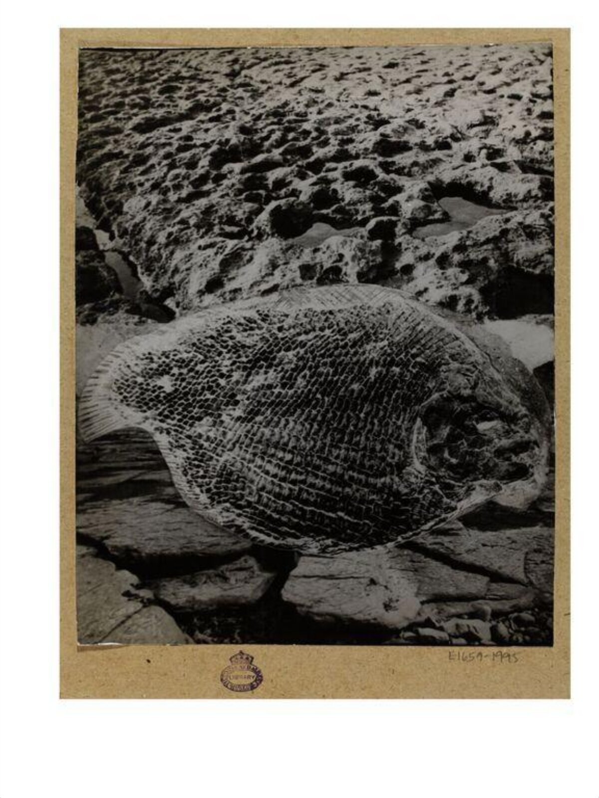 Fossilized Fish Specimen on Rock