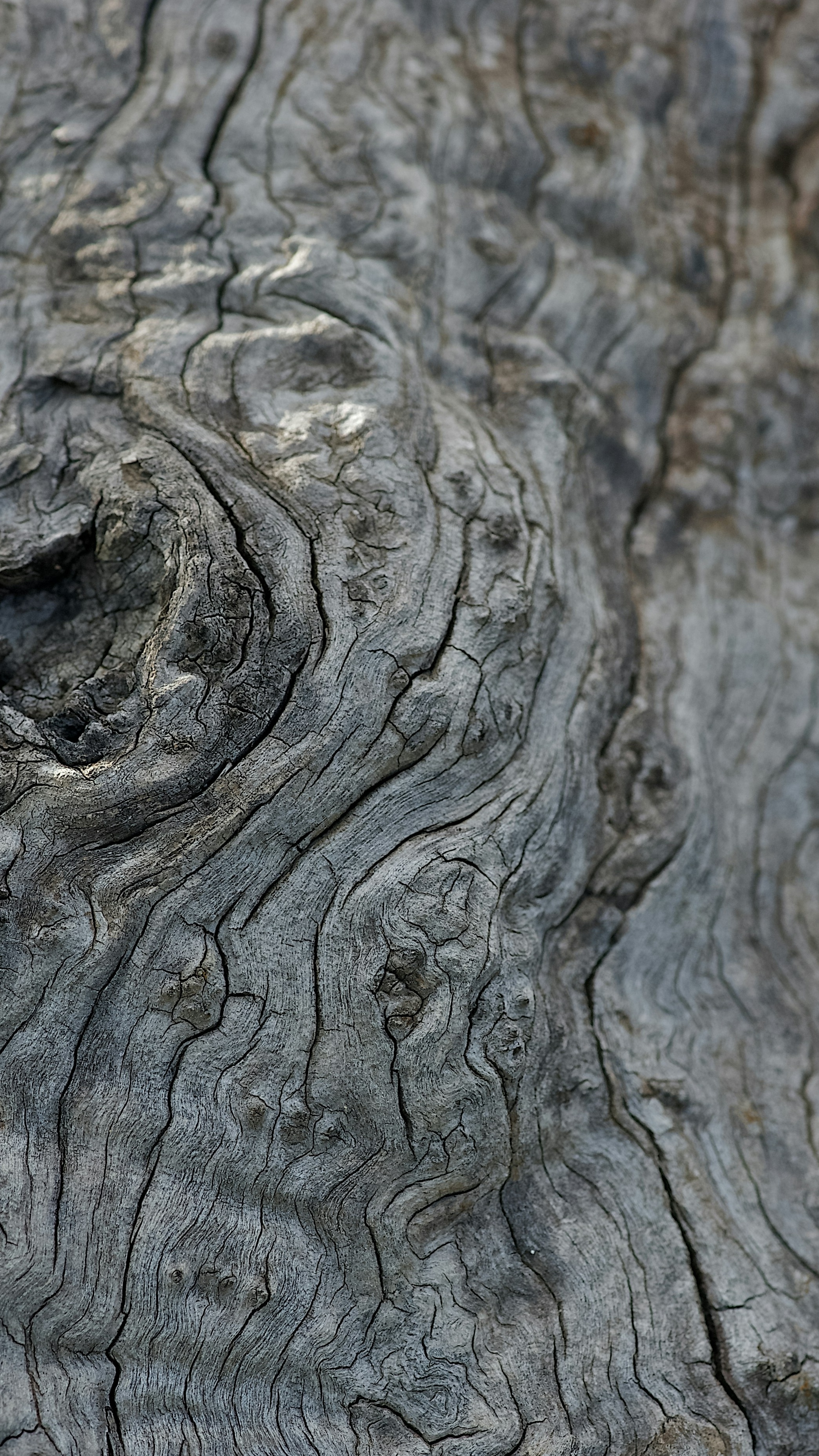 Close-Up of Weathered Old Tree Bark