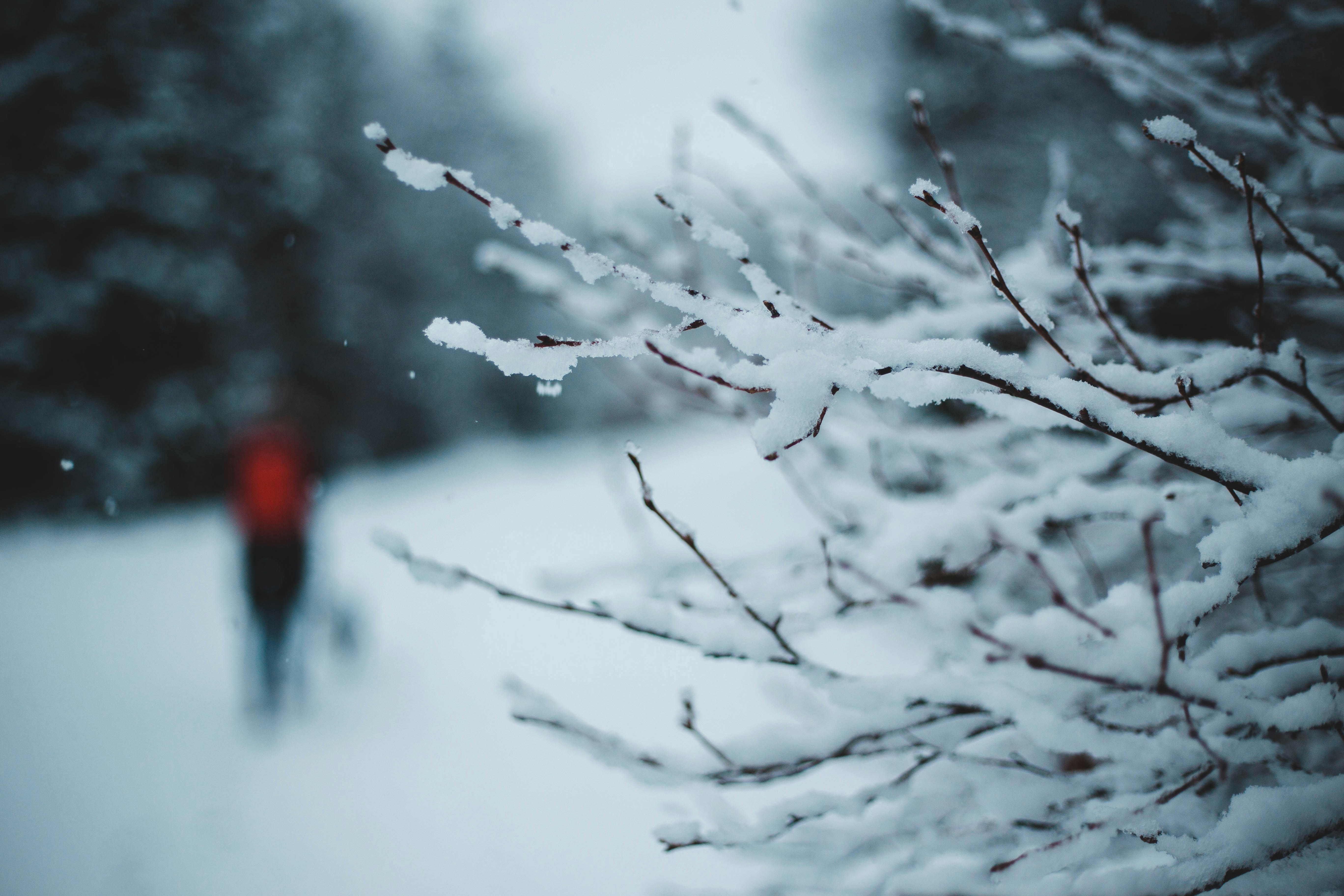 Snow-covered Branches on Winter Path
