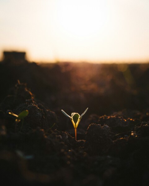 Young Sprout at Sunset