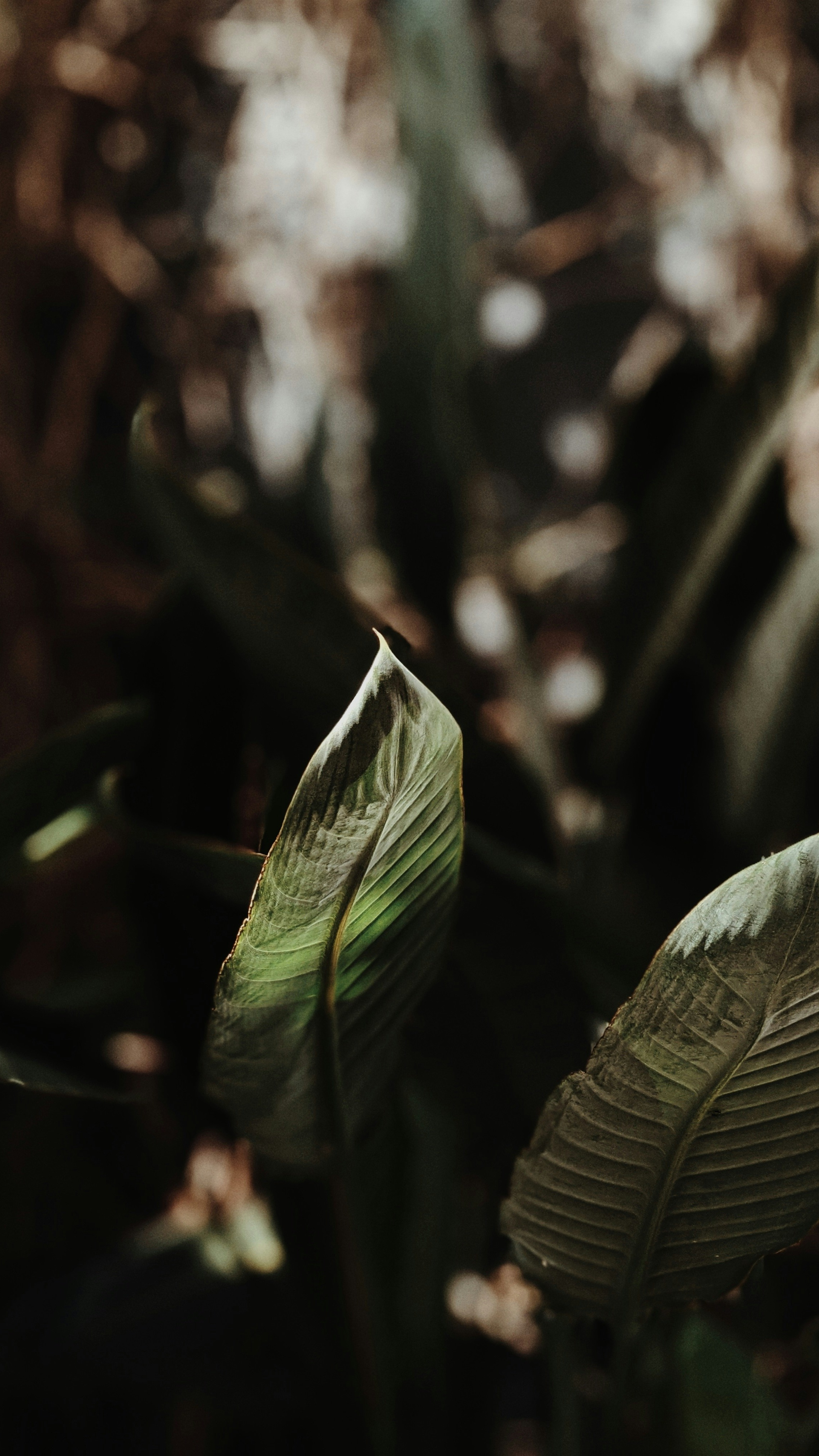 Wallpapers