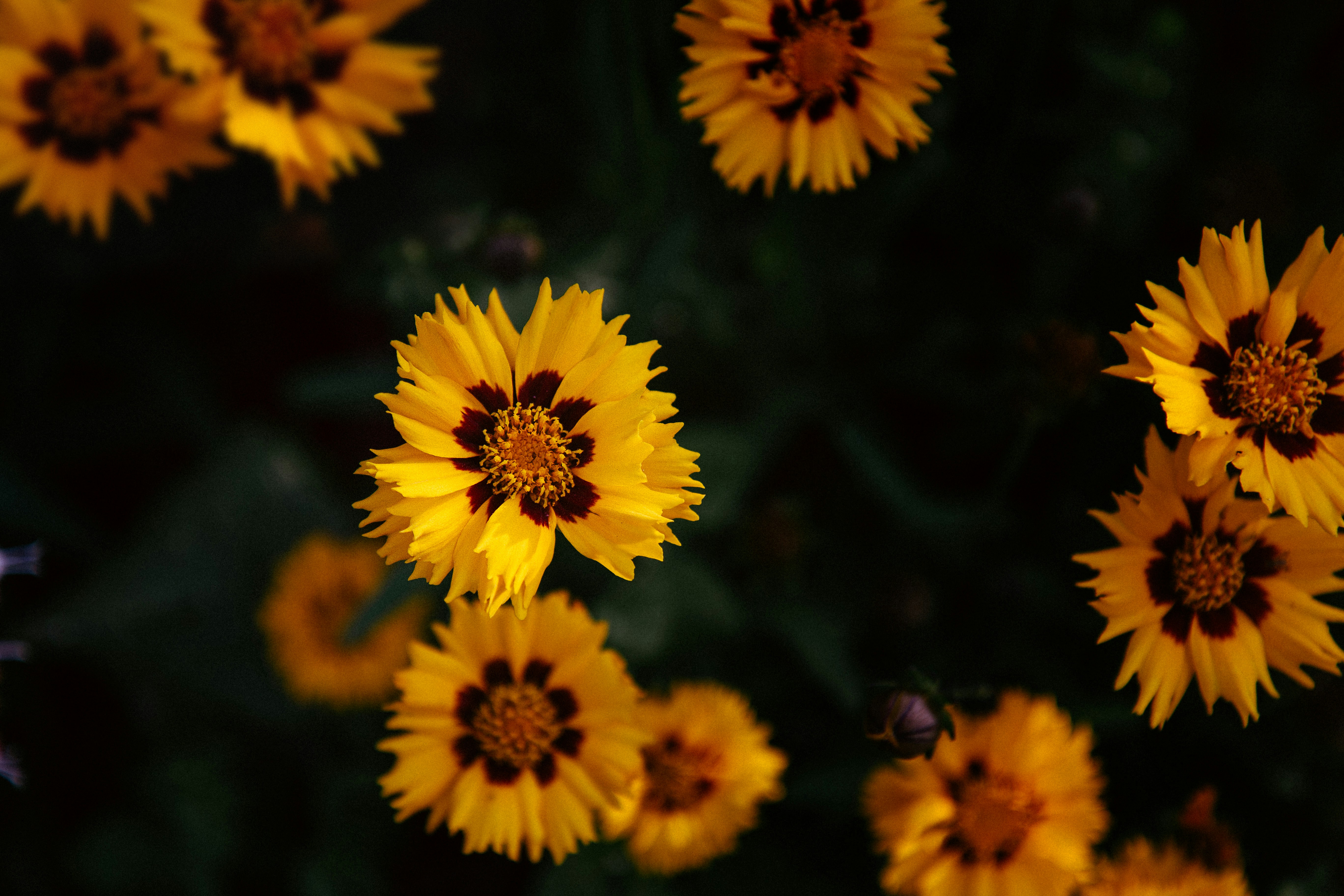 Yellow Coreopsis Flowers Close-up