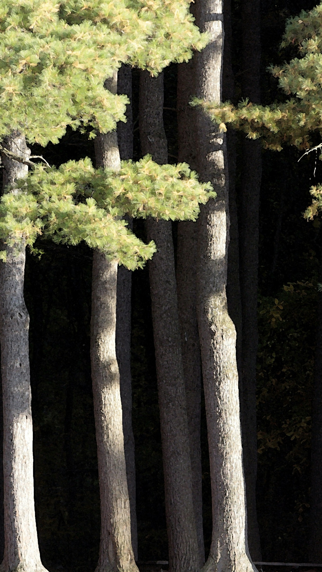 Sunlit Pine Tree Trunks in Forest