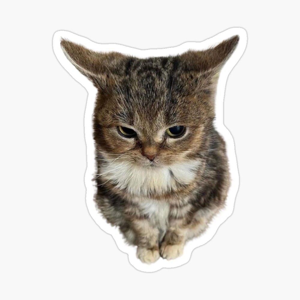 Grumpy Tabby Cat Sticker — Stickers