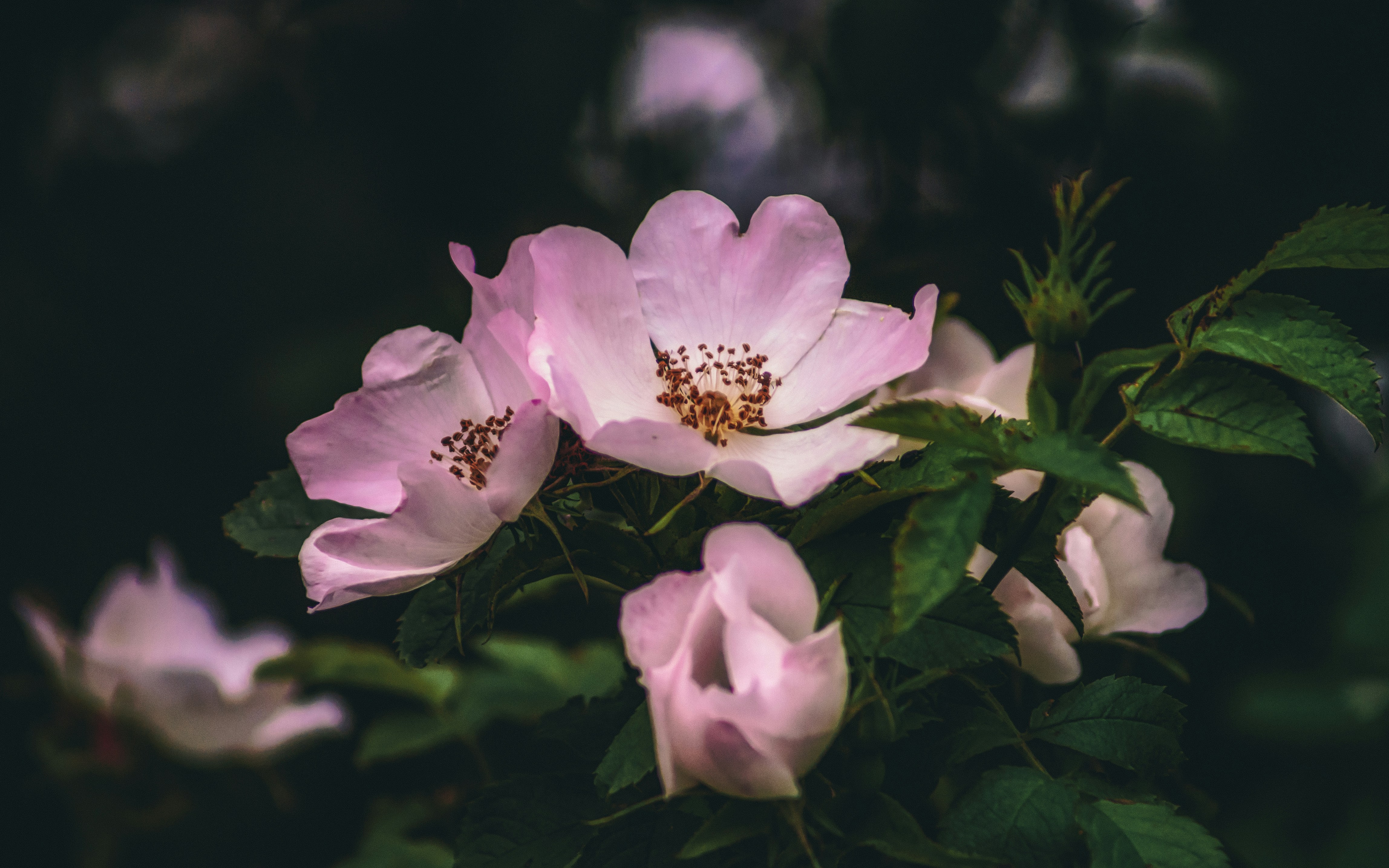 Pink Wild Roses in Bloom