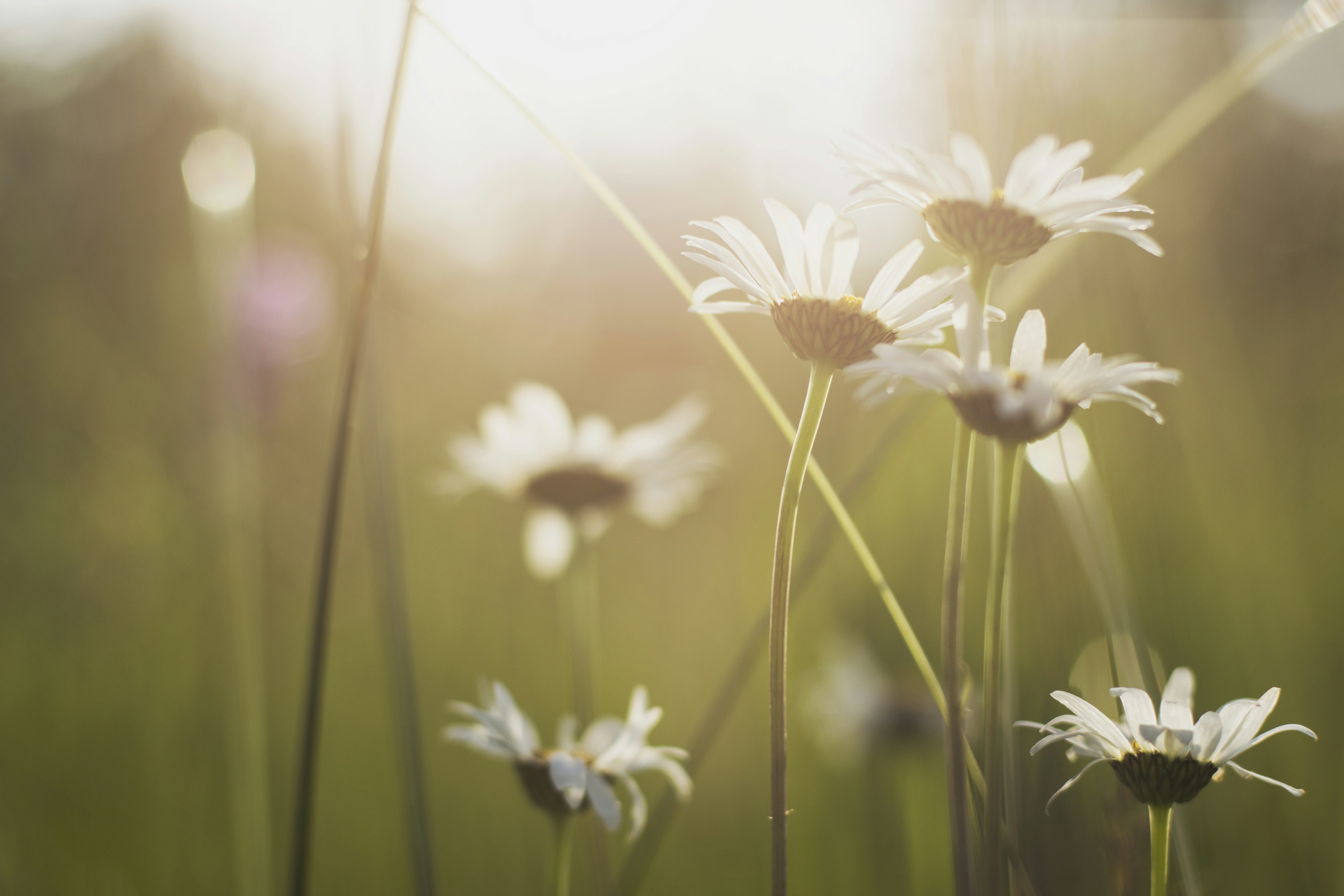 Daisies in Warm Sunlight — Scenery Wallpapers
