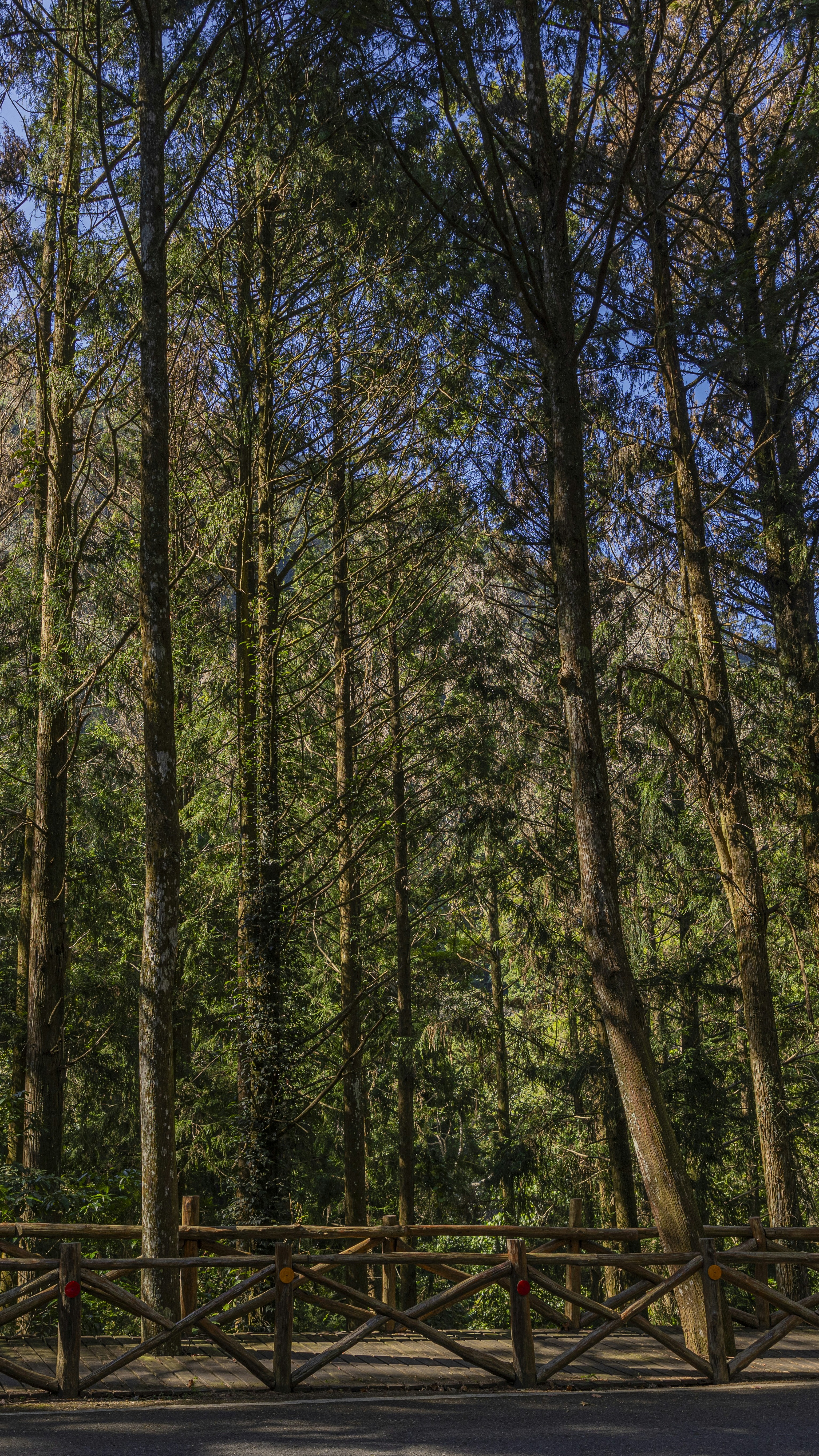 Dense Tall Forest By Roadside