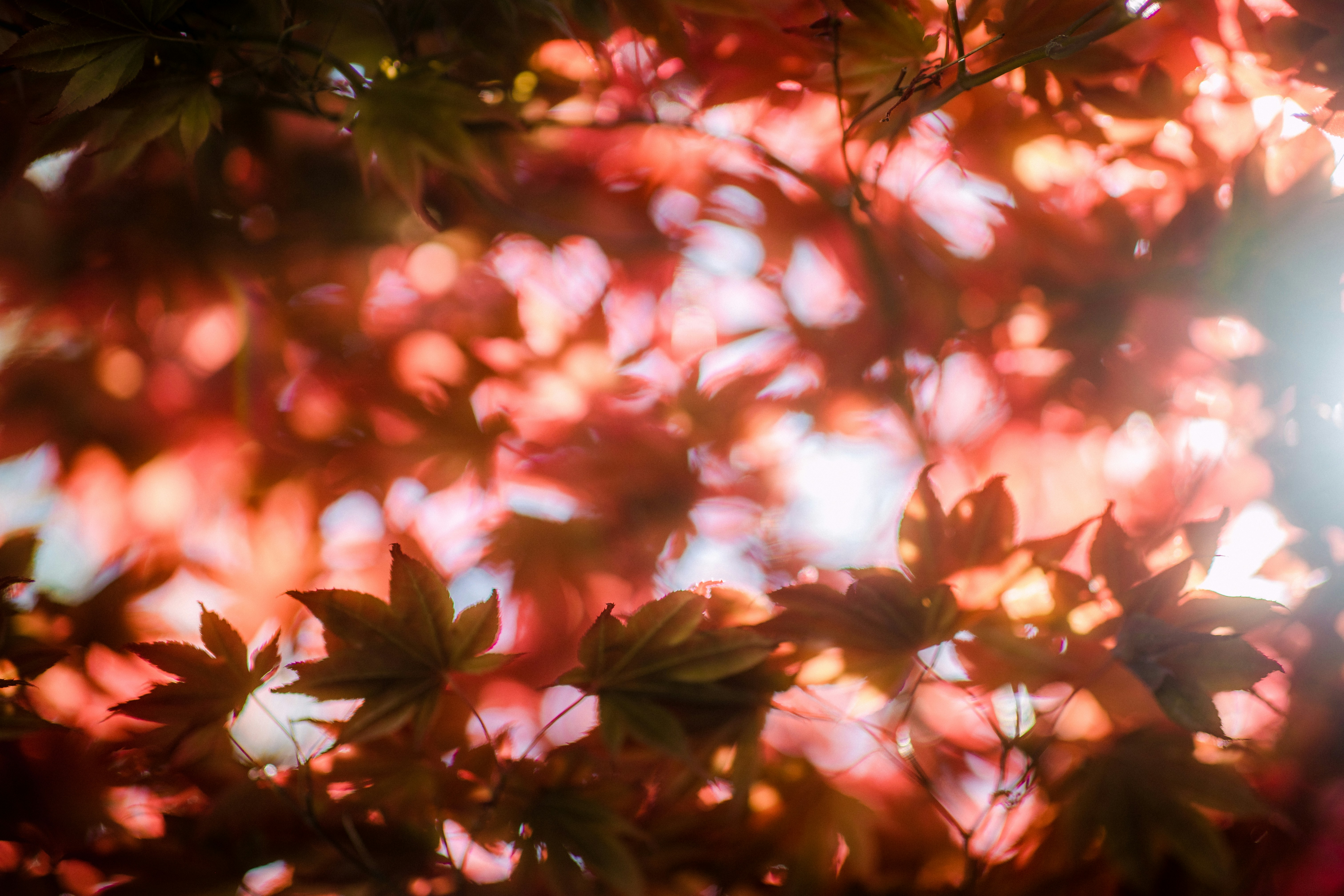 Backlit Autumn Red Maple Leaves
