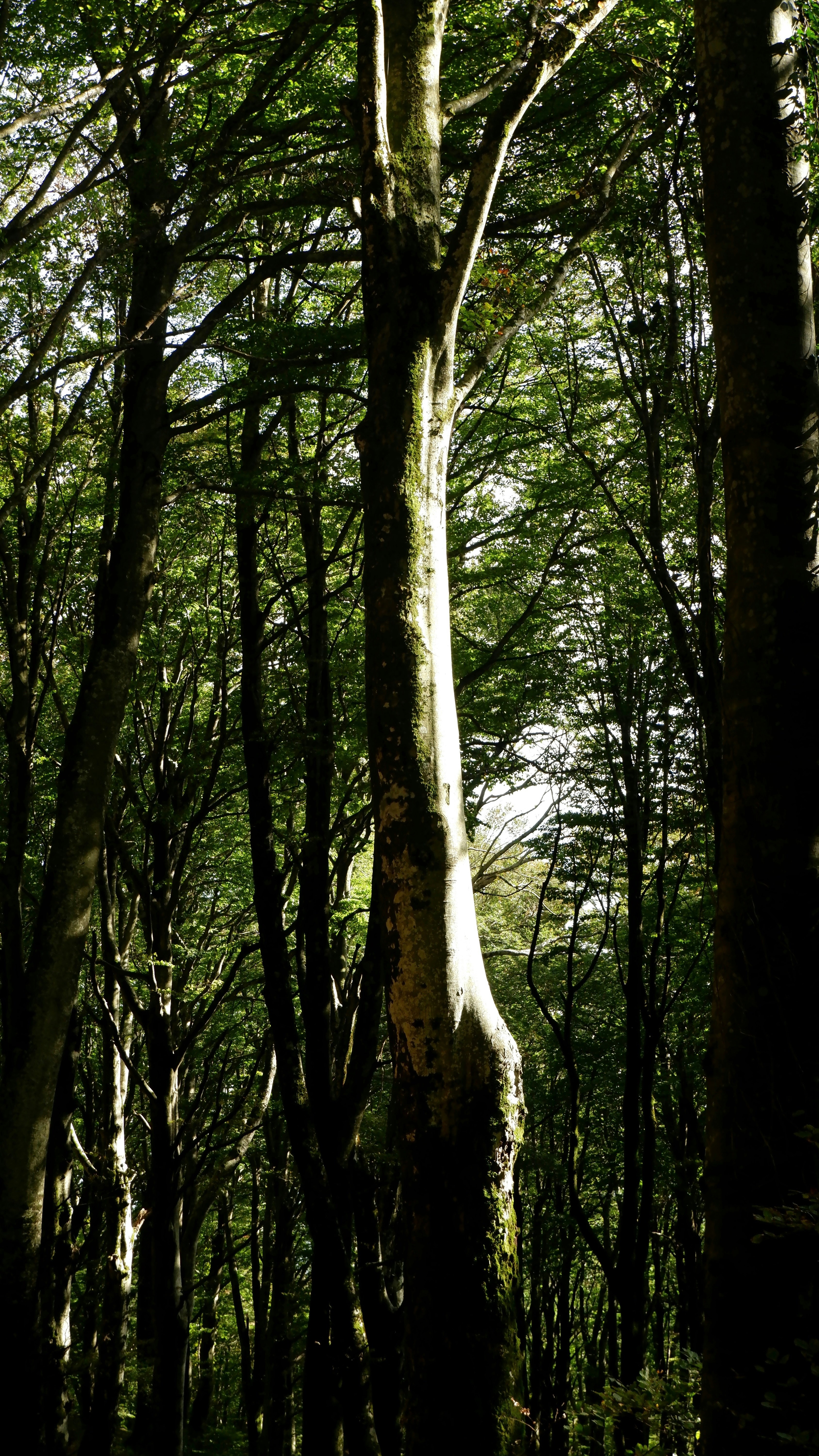 Sunlit Dense Forest